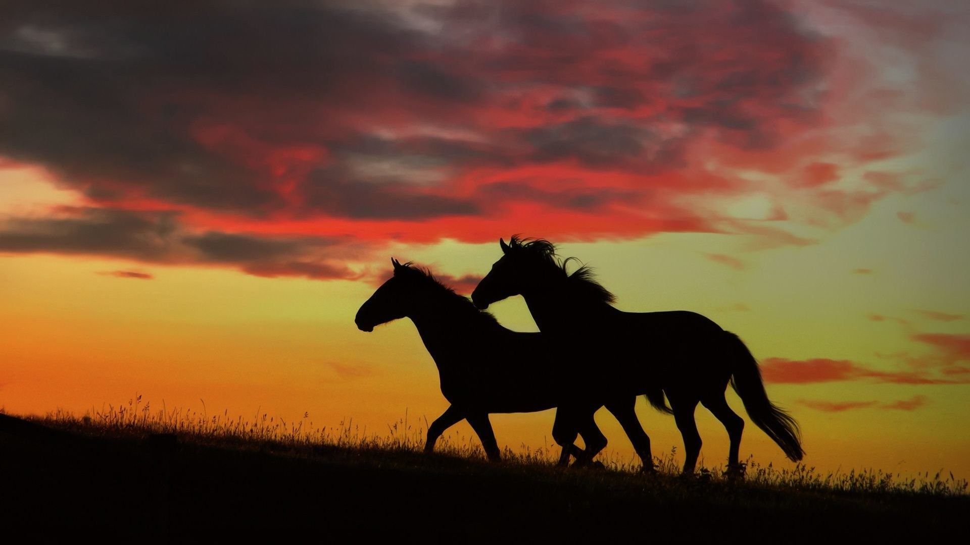 1920x1080 Horse Sunset Wallpapers Mobile
