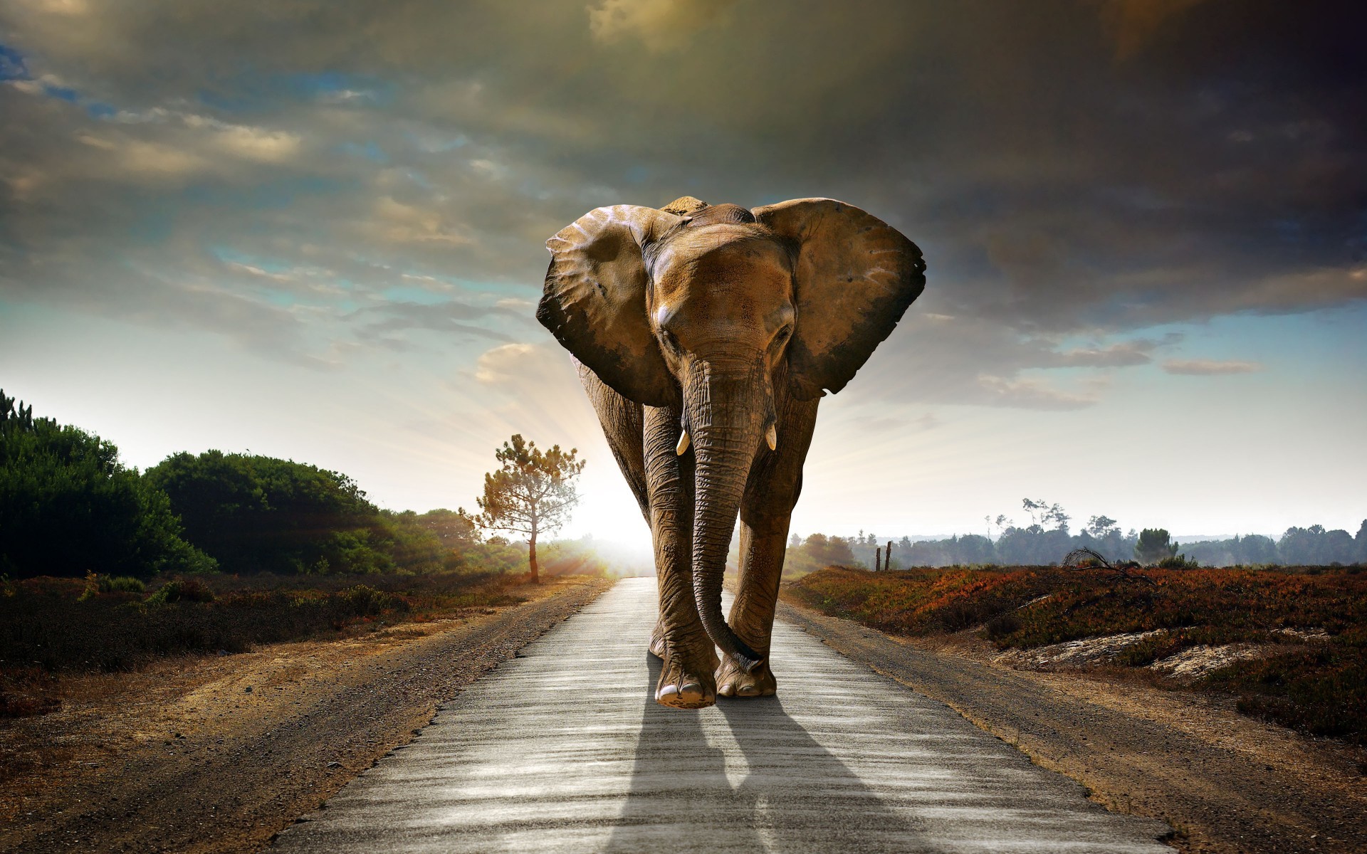 1920x1200 Stunning Elephant Wallpapers, Desktop Images of Stunning 1920Ã1200 Elephant  Backgrounds For Desktop (