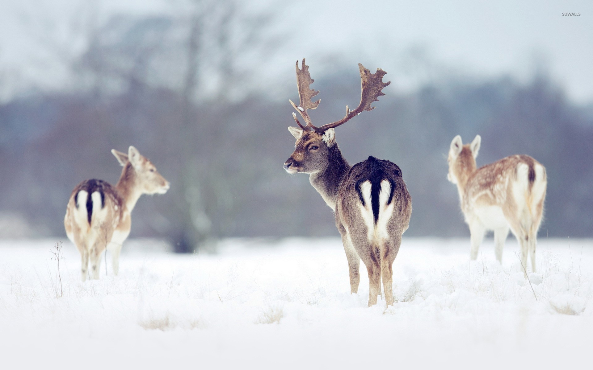 1920x1200 Deers in the snow wallpaper
