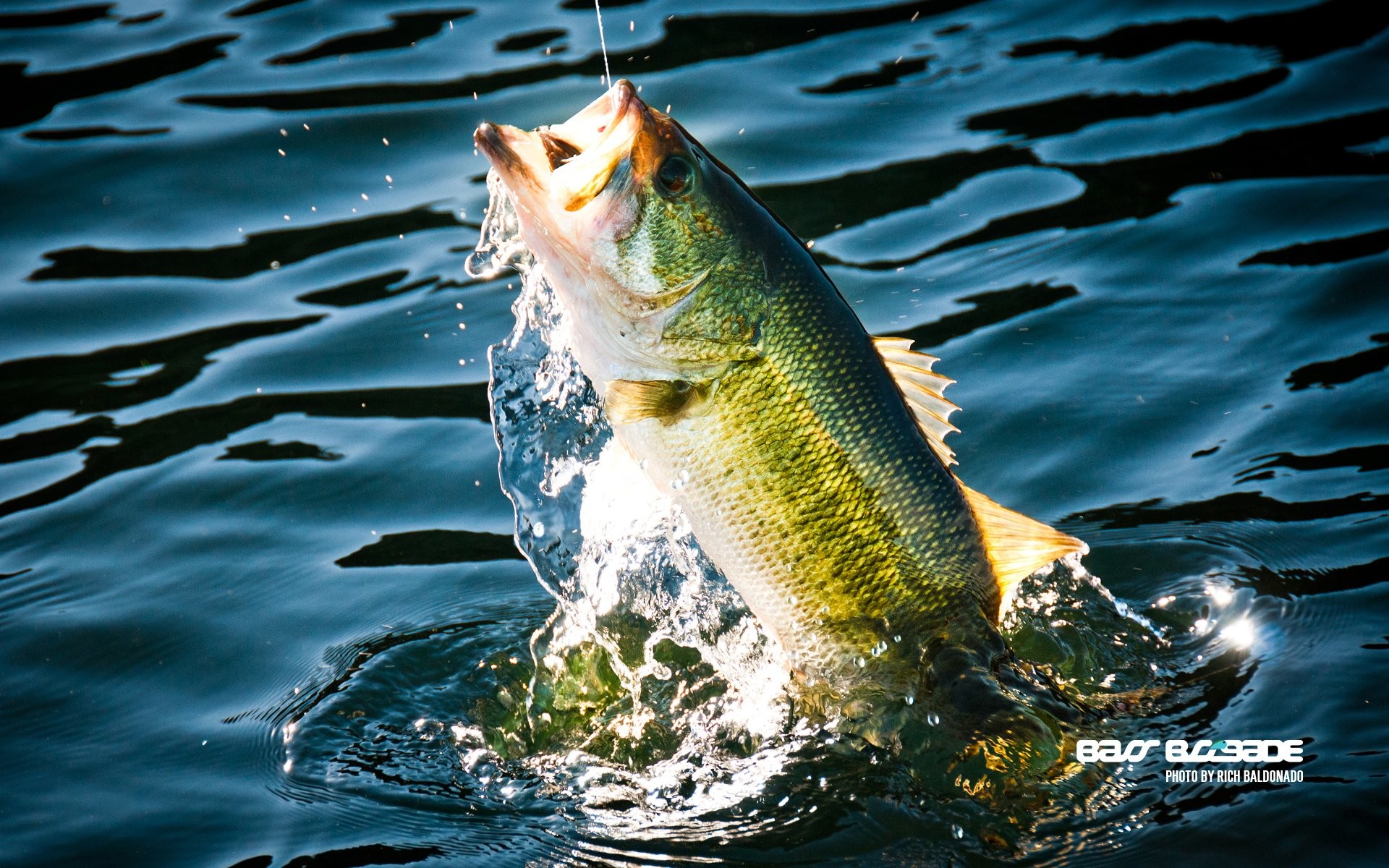 1920x1200 FISHING fish sport water fishes lake river bass wallpaper |  .