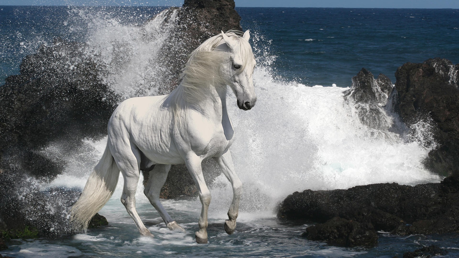 1920x1080 Southern animals horses sea wallpaper