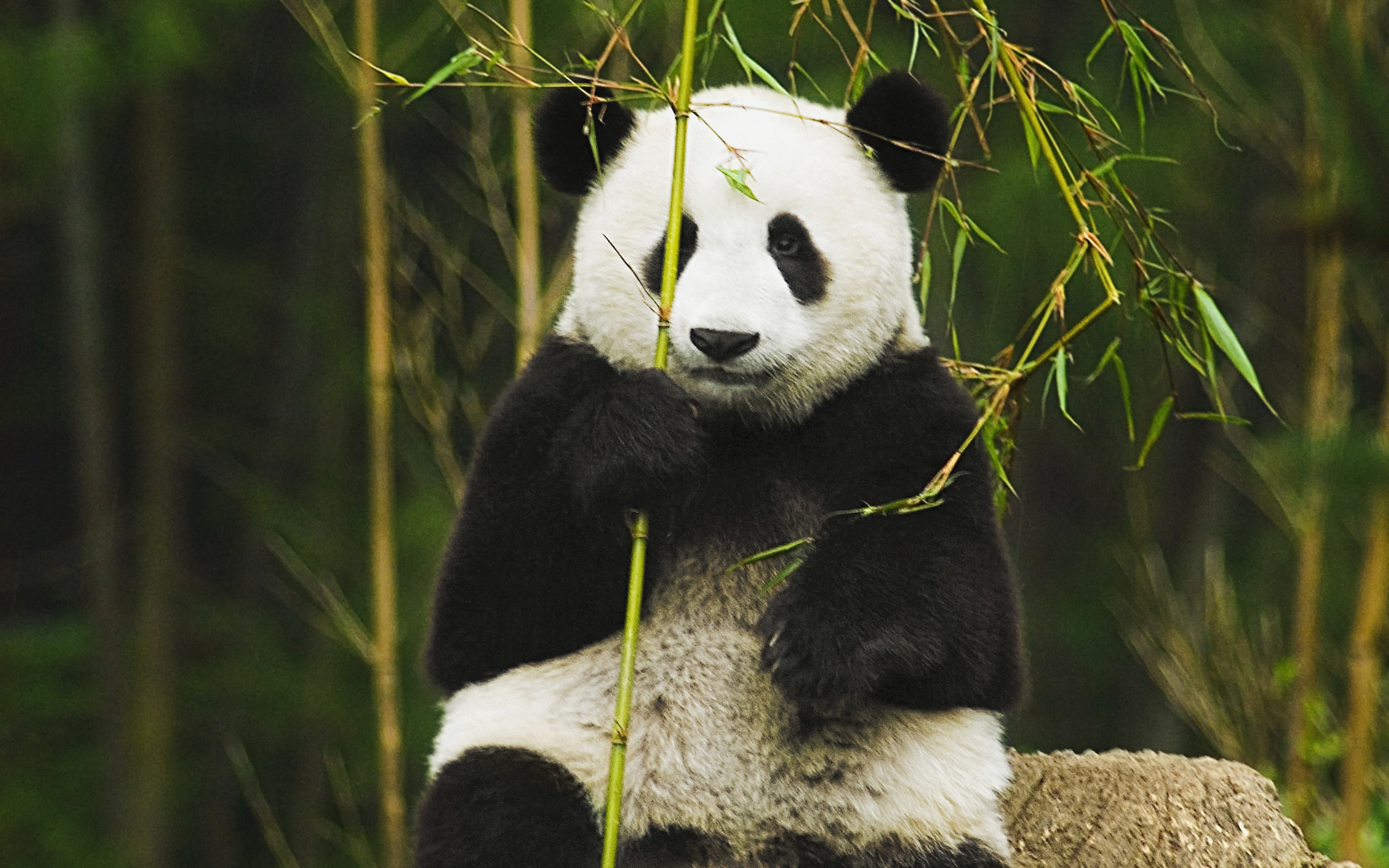 2560x1600 HD Wallpaper | Background ID:433621.  Animal Panda