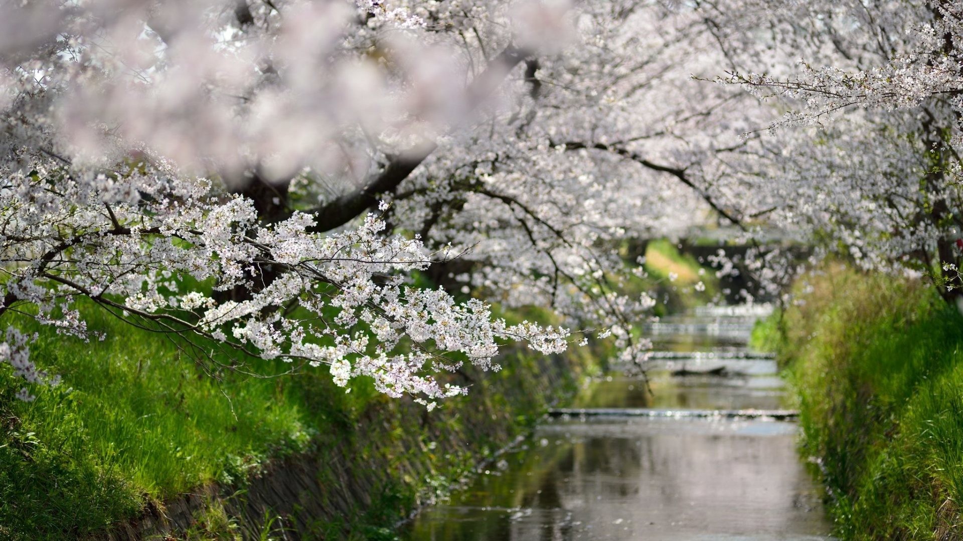 1920x1080 November 3, 2016 - Blossoms Leaves Sakura Walks Green Season Nature Places  Trees Cherry Osaka