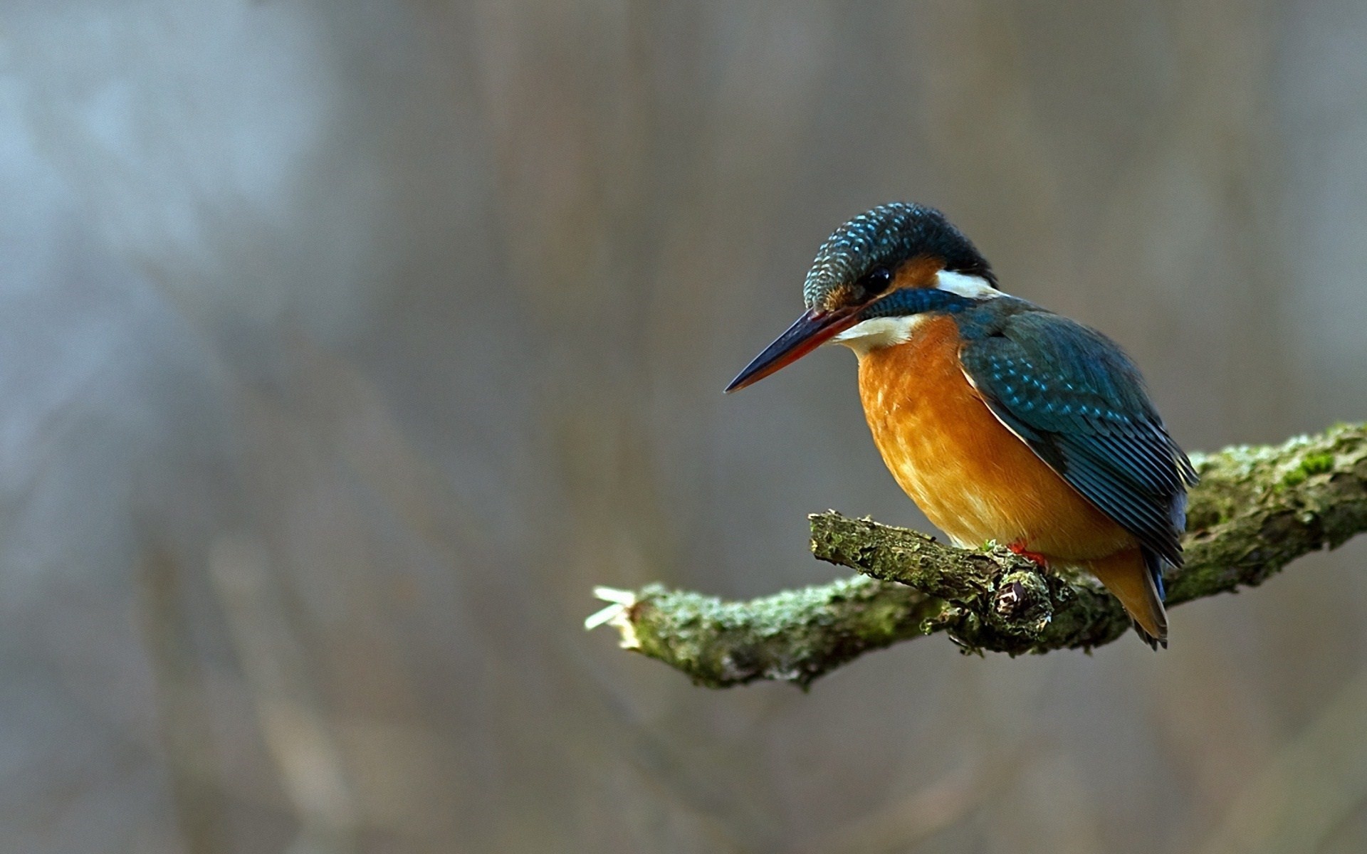 1920x1200 colored, kingfisher, branch moss, nature, photo, animals, hd wallpaper