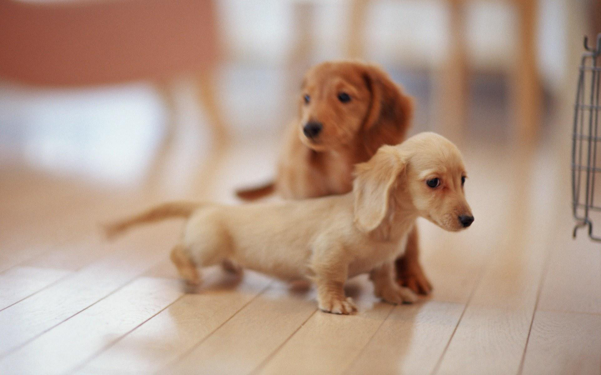 1920x1200 Cute Dogs And Puppies Wallpapers - Wallpaper Cave | dogs .