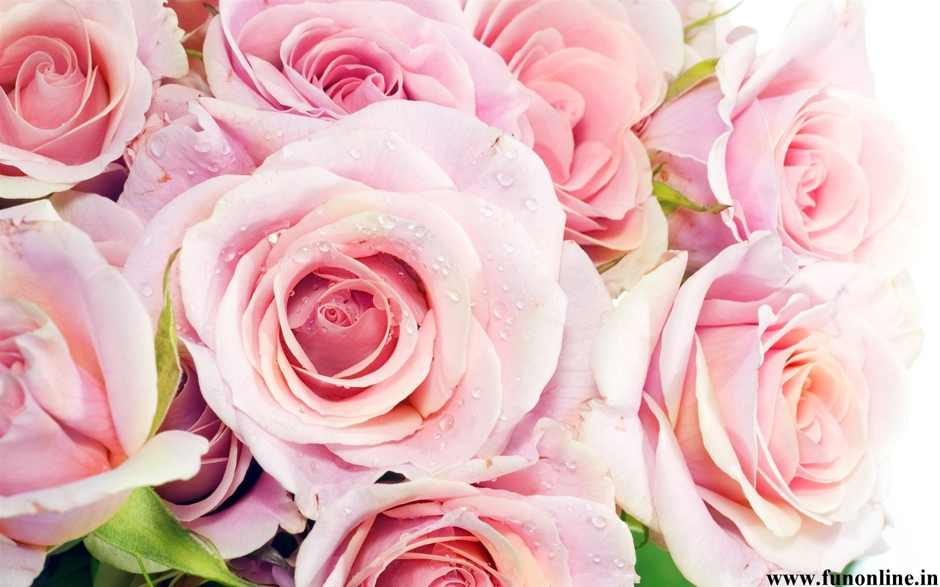 1920x1200 Roses Background 569944