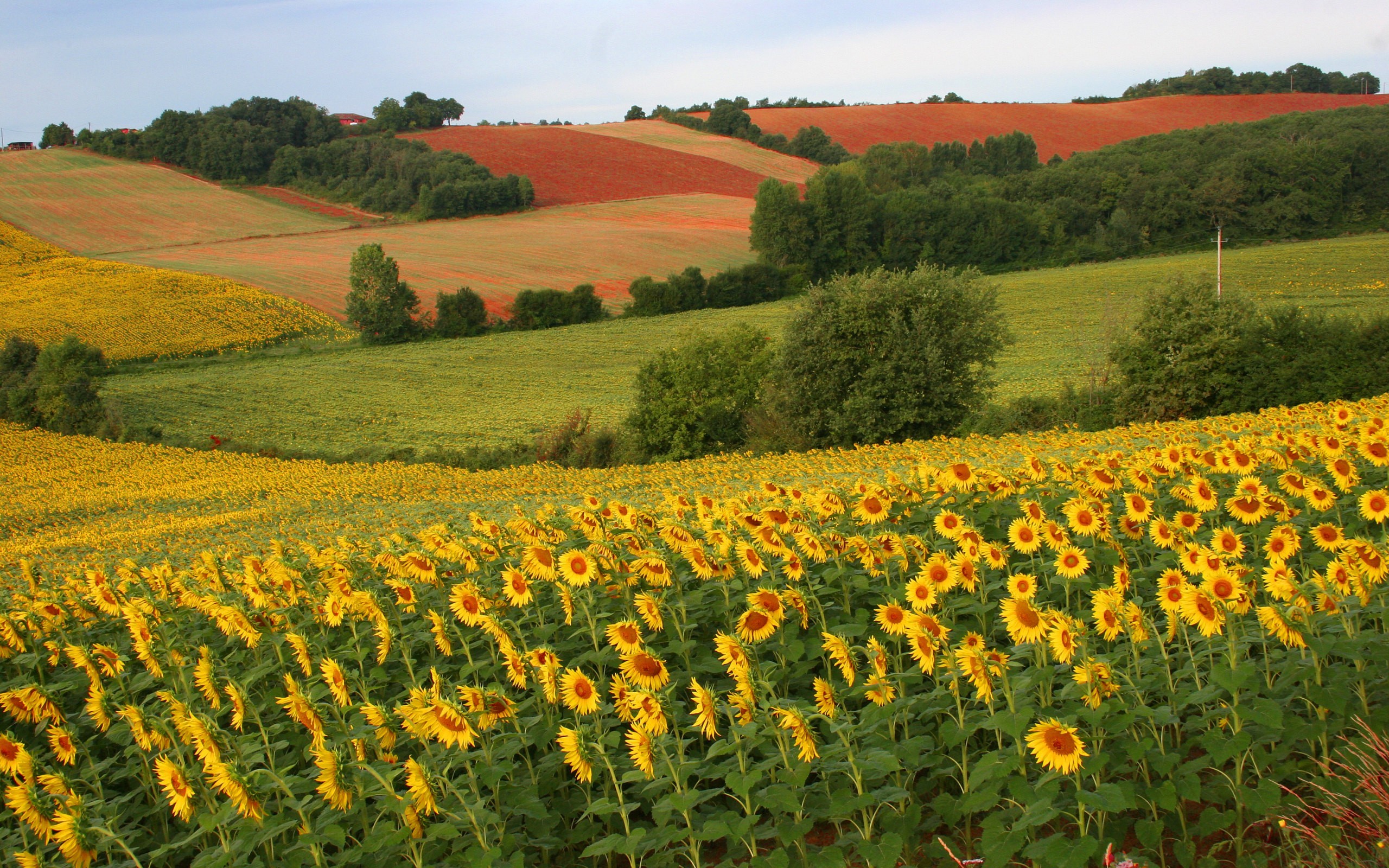 2560x1600 Sun flower field wallpapers and stock photos