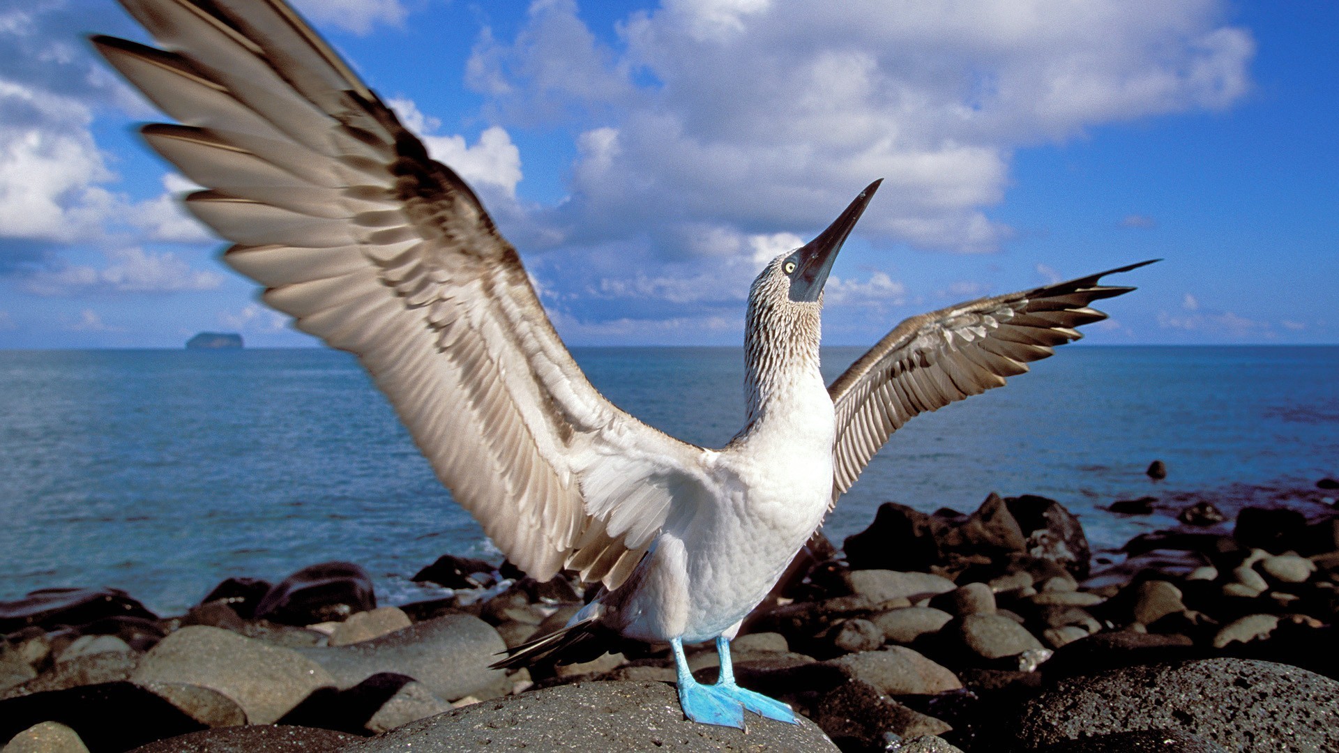 1920x1080 Ecuador Tag - Boobies Blue Birds Ecuador Footed Islands Beautiful Love  Images Hd for HD 16