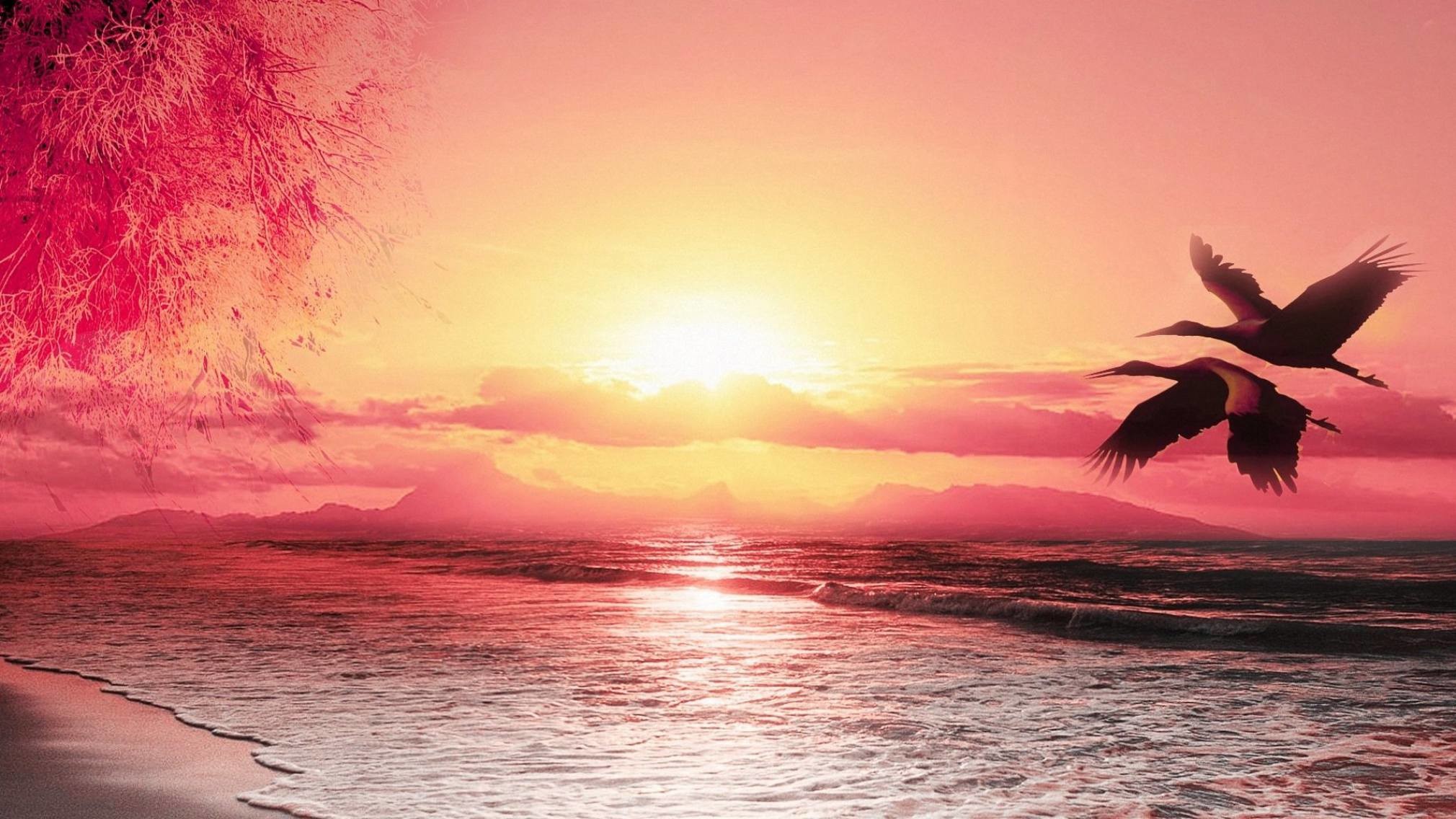 2020x1136 Beautiful seabirds beach sunset Scenery wallpaper material | Wallpaper .