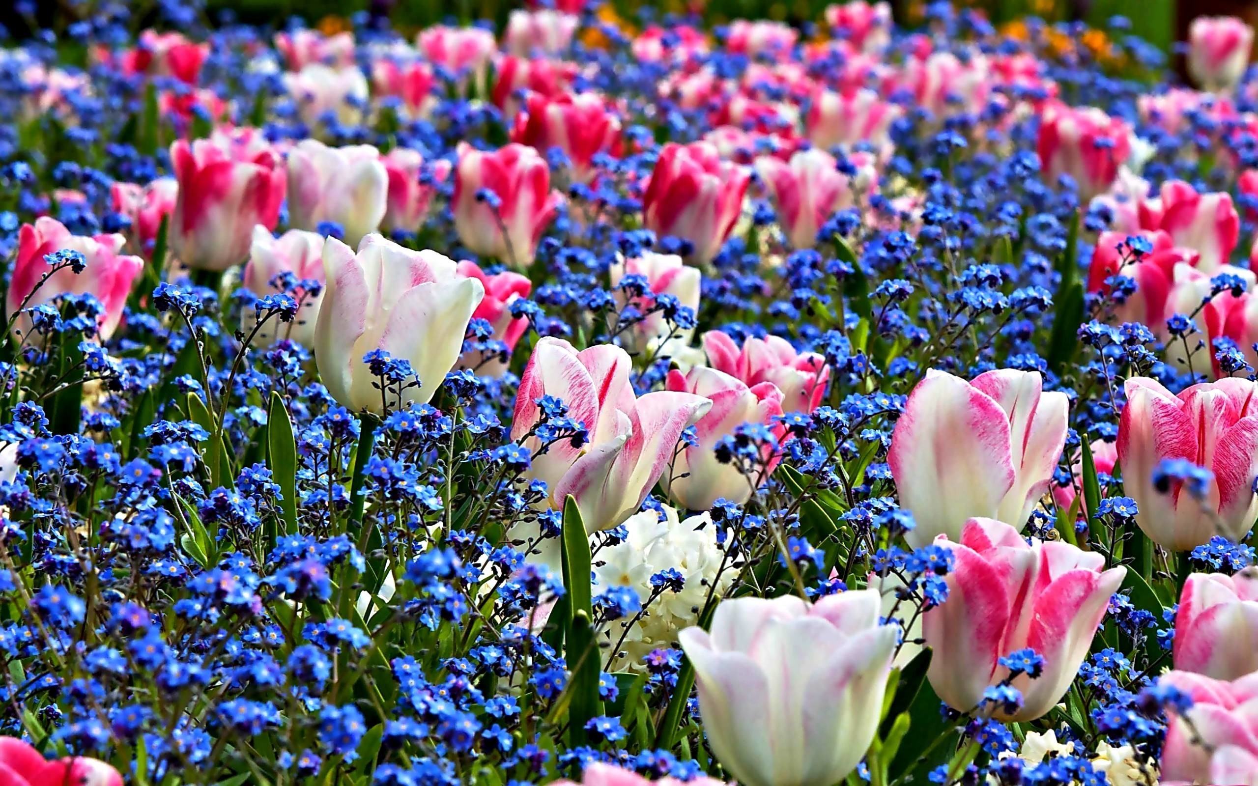 2560x1600 Spring Flowers Images Desktop Wallpaper : TimeDoll