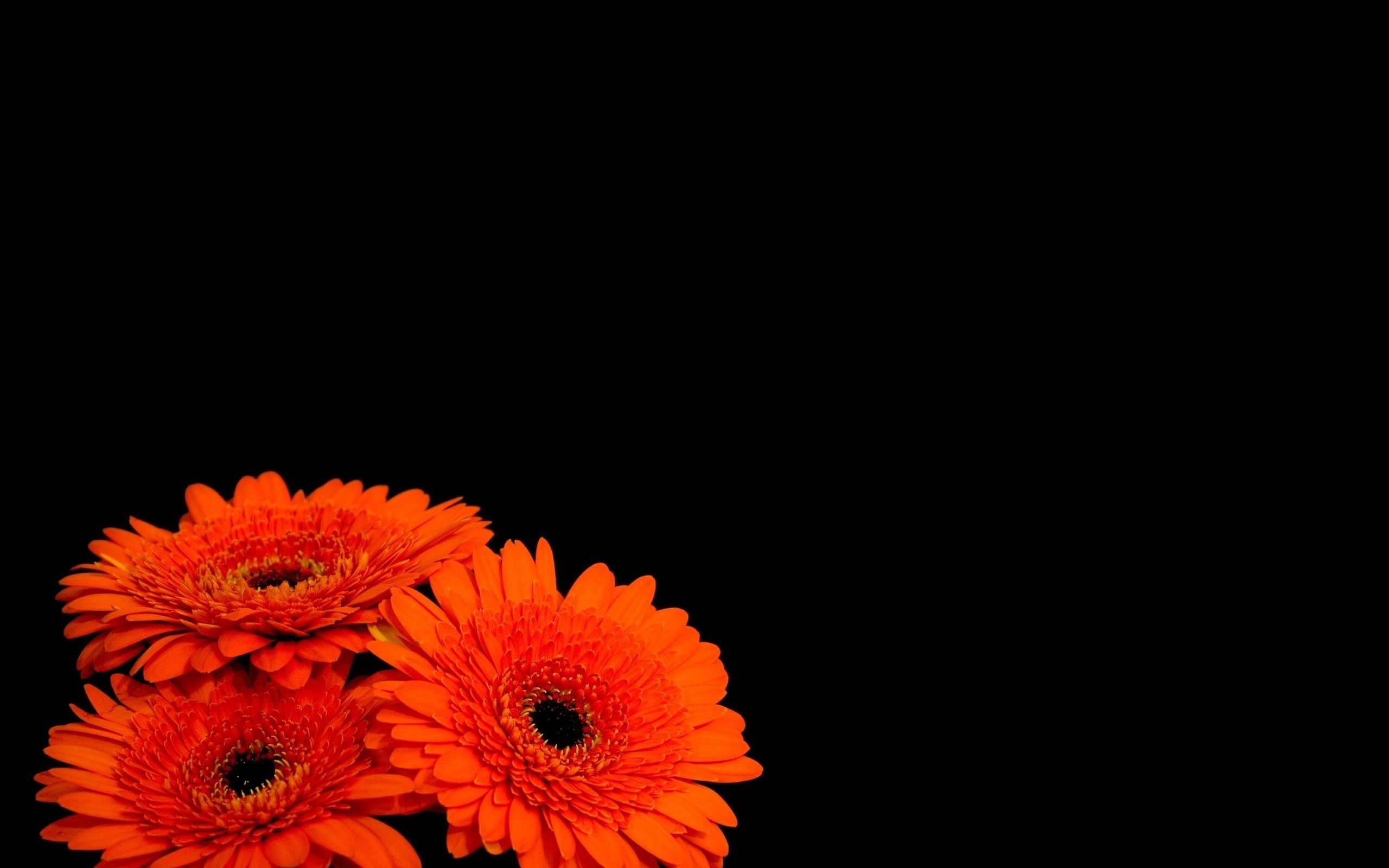 2560x1600 Flowers black background orange flowers wallpaper
