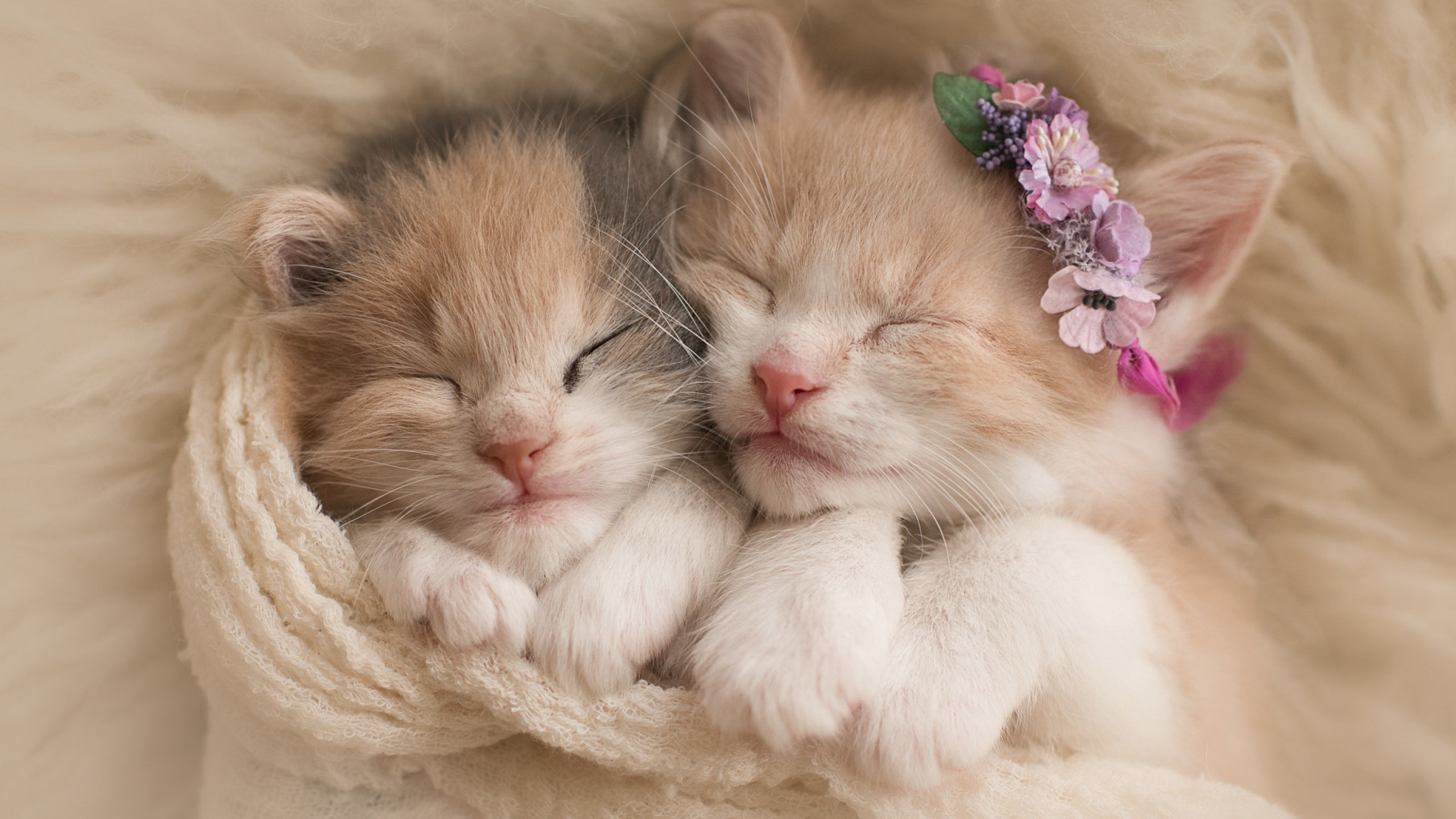 2560x1440 Animals / Cute kittens Wallpaper