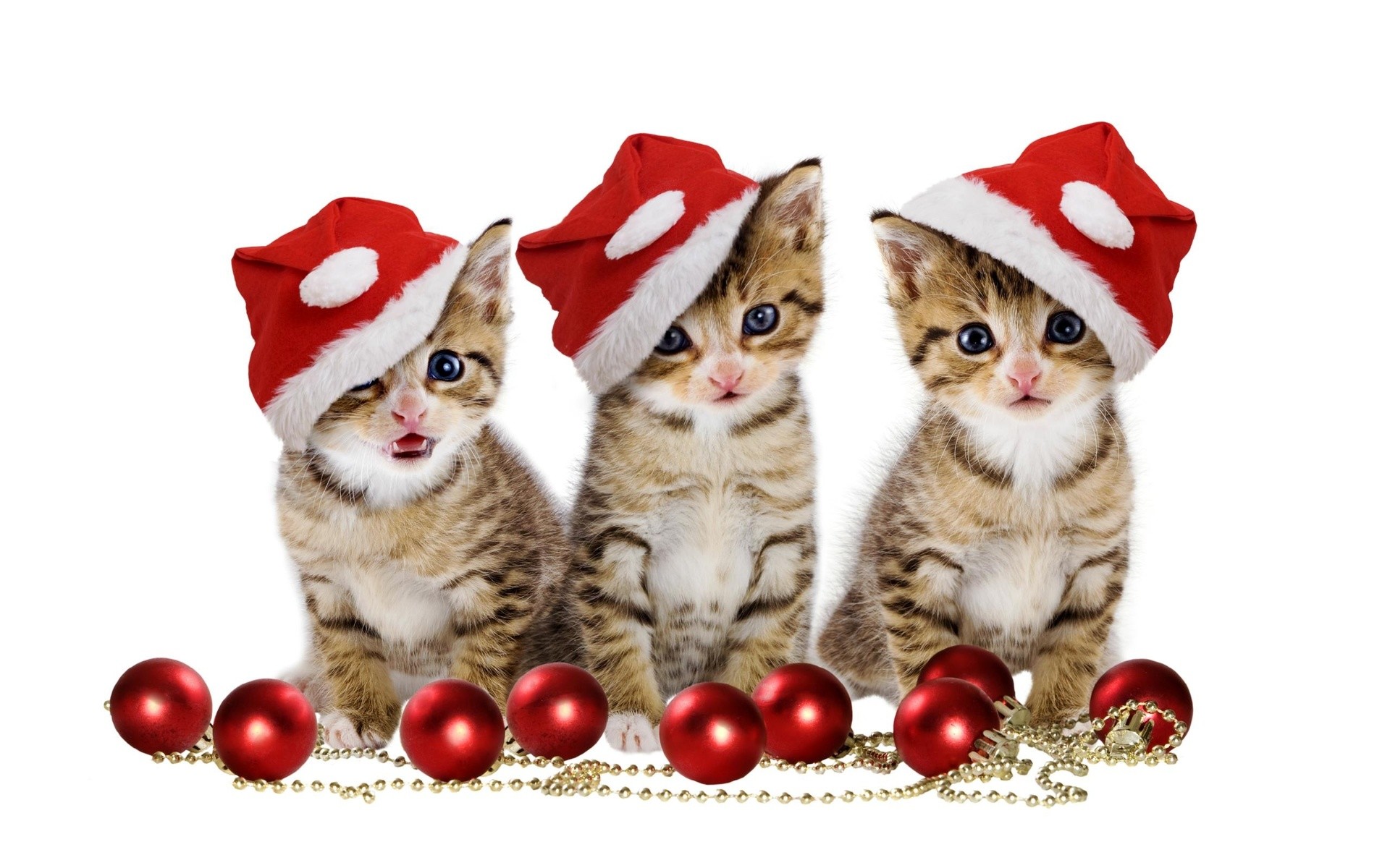 1920x1200 Christmas kittens HD Wallpaper 1920x1080 Christmas kittens HD Wallpaper   Christmas ...