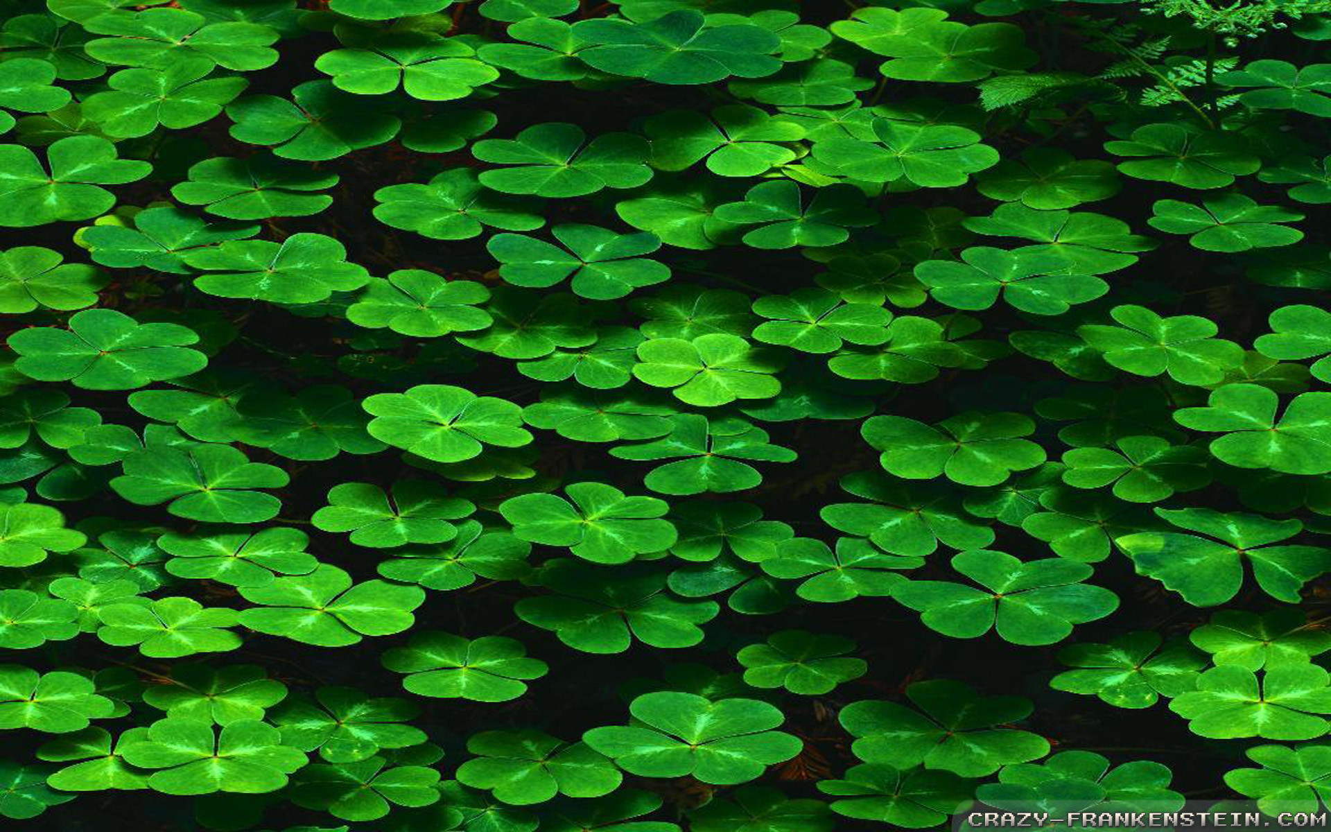 1920x1200 Happy S.T Patrick's Day My Fans images Happy Saint Patrick's Day HD  wallpaper and background photos