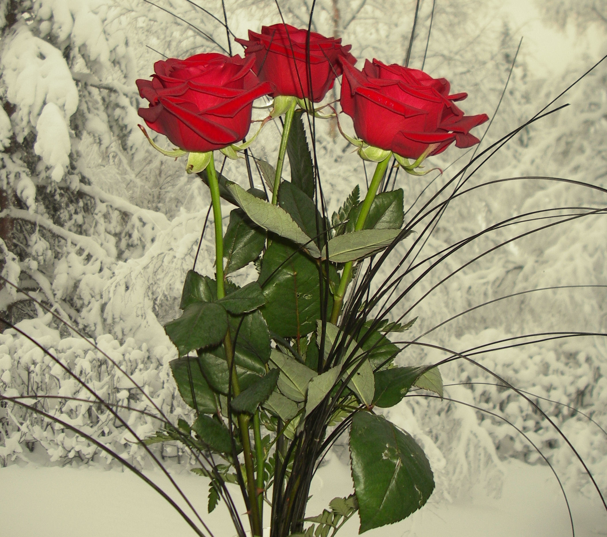 2109x1867 Bring me a Rose in the Wintertime.