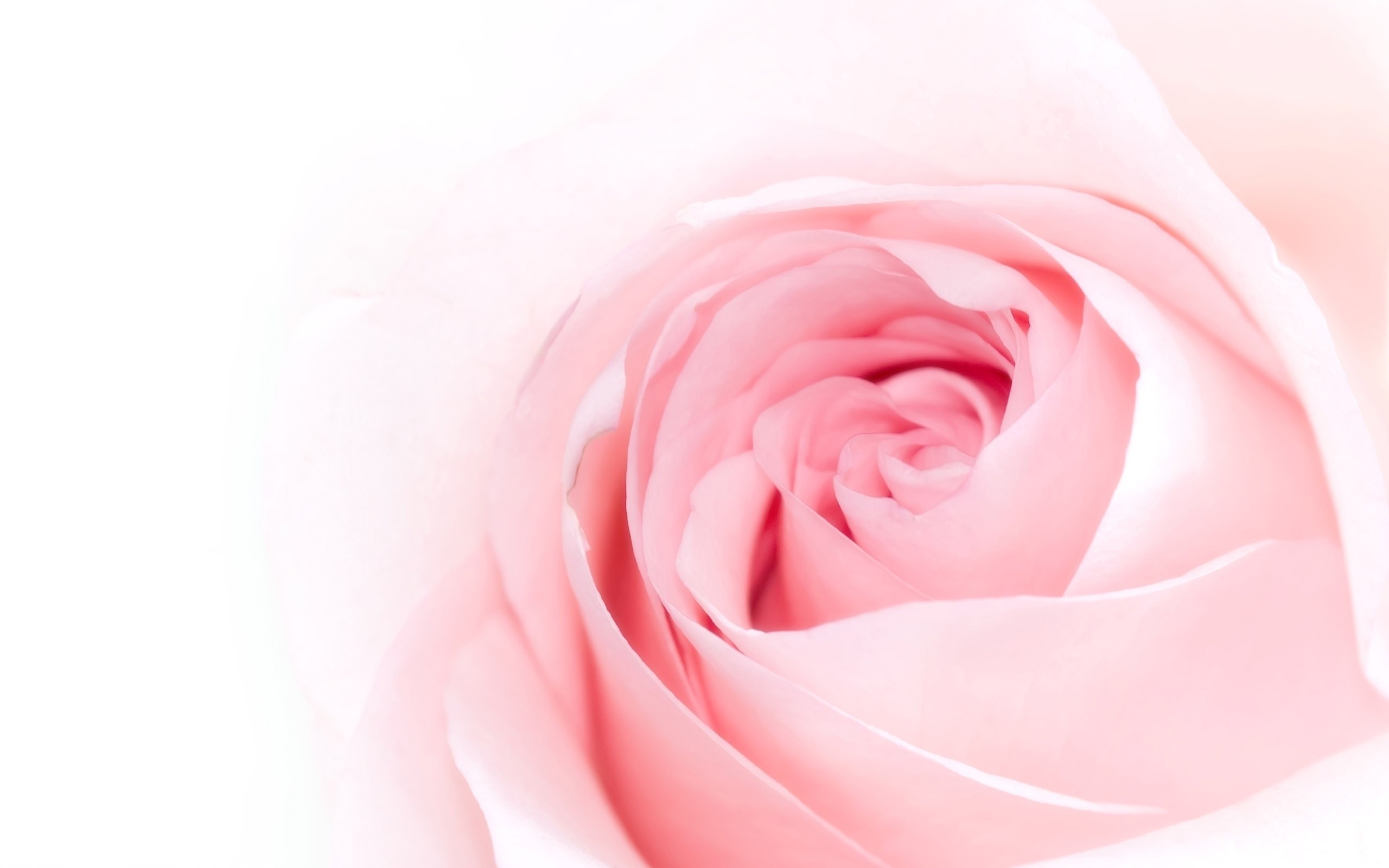 2560x1600 Pink Rose Flower Wallpaper 11072