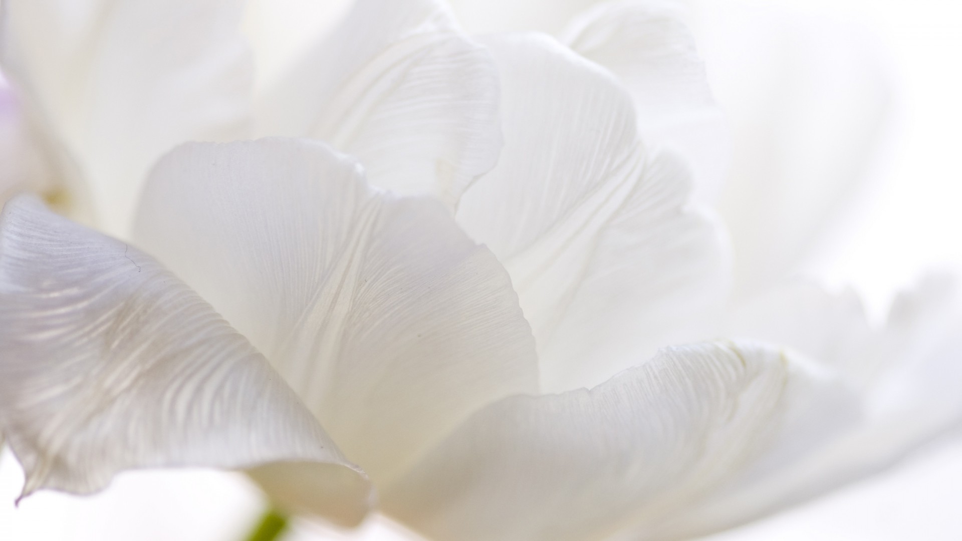 1920x1080 ... White Tulips High Quality Wallpapers ...
