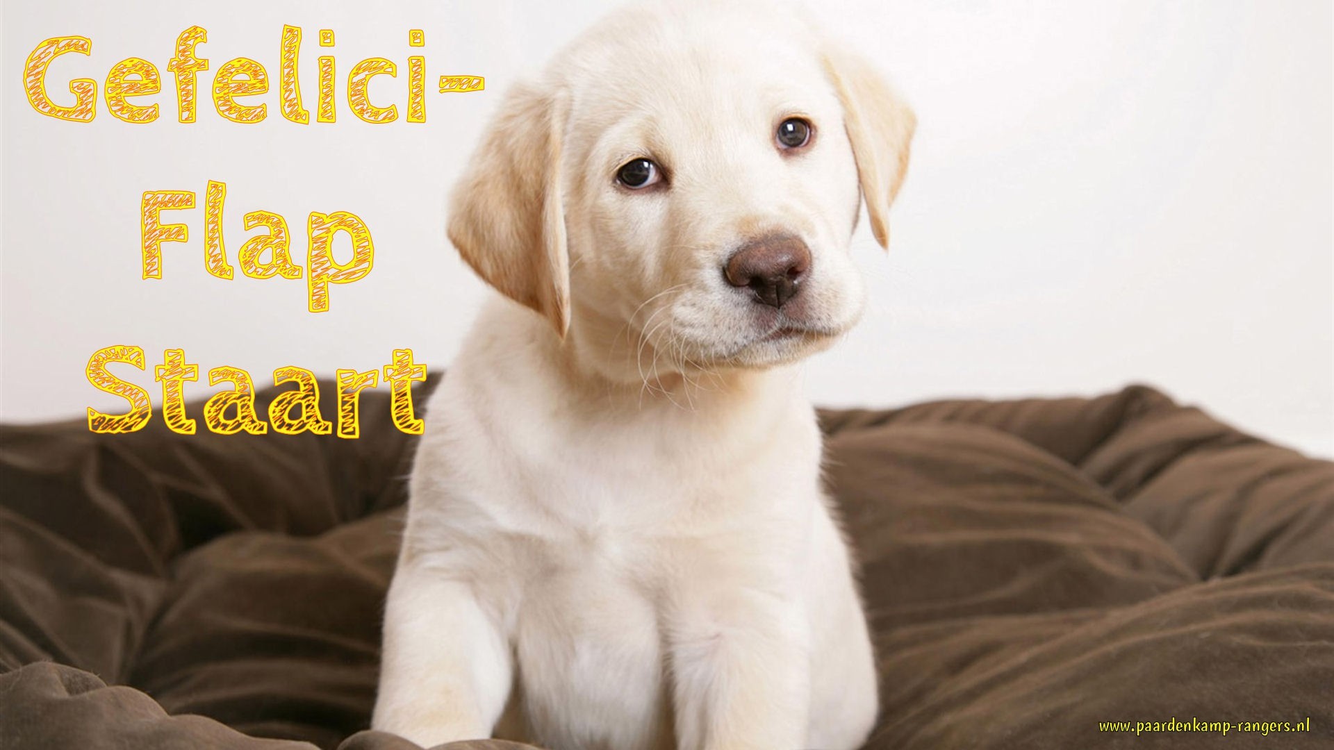 1920x1080 Labrador Puppy Animal HD desktop wallpaper, Dog wallpaper, Puppy wallpaper, Labrador  wallpaper - Animals no.