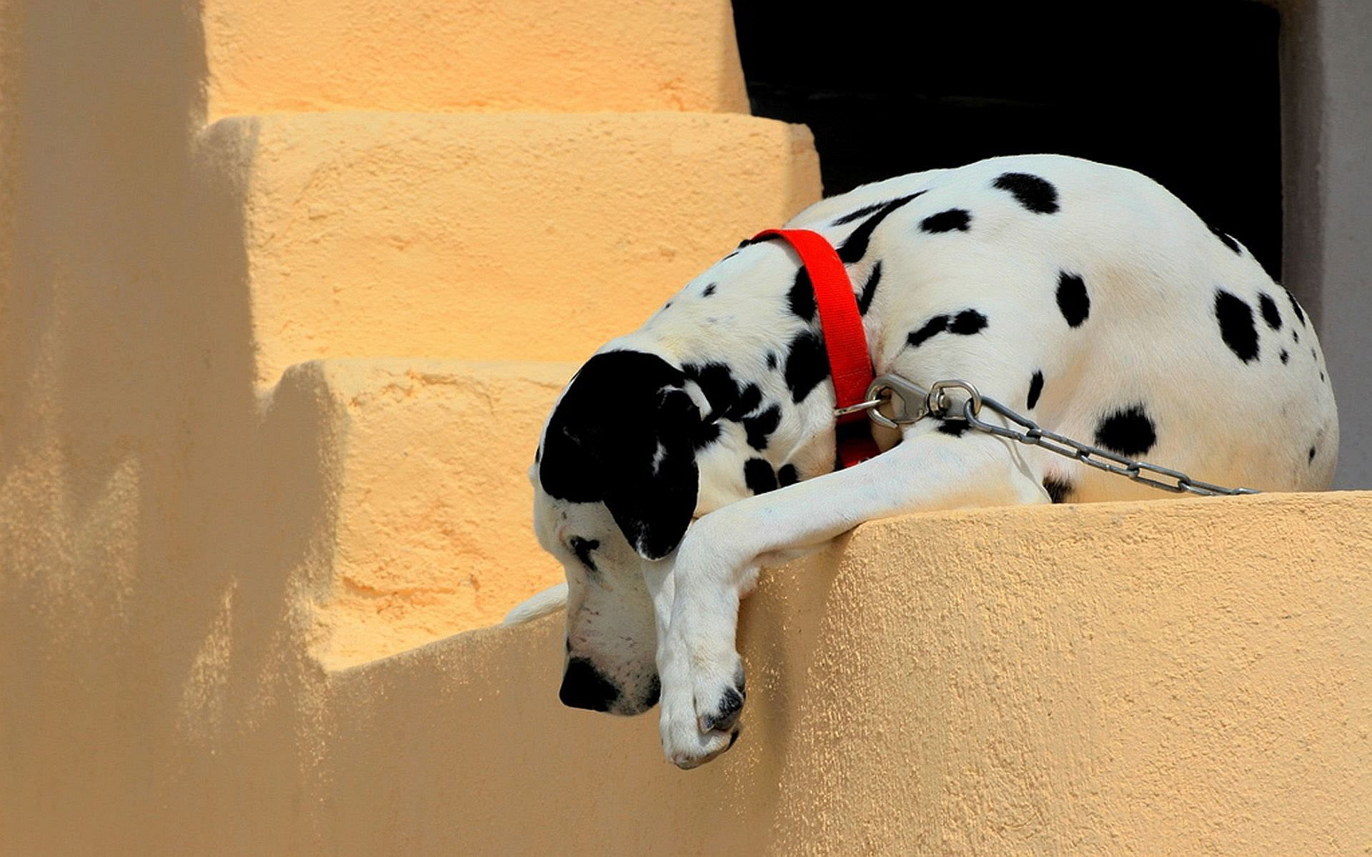 1920x1200 dalmatian dog breed. Â«Â«