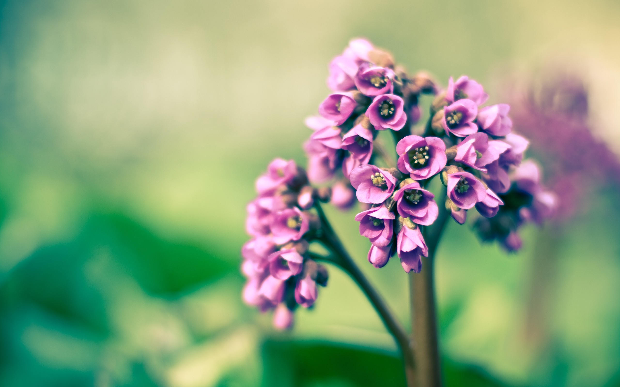 2560x1600 Purple Spring Flower wallpapers and stock photos
