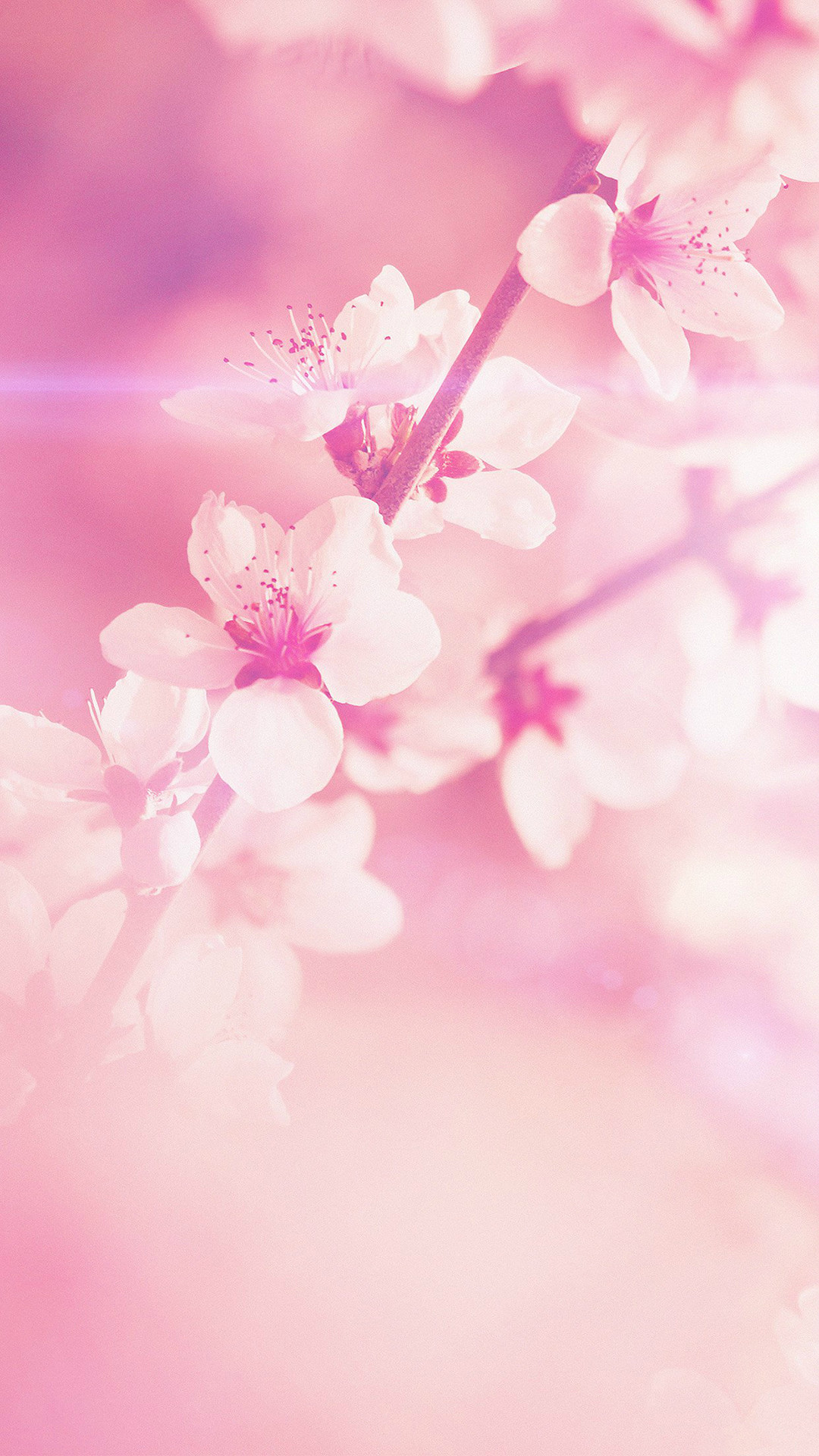 1080x1920 Spring Flower Pink Cherry Blossom Flare Nature iPhone 6 wallpaper