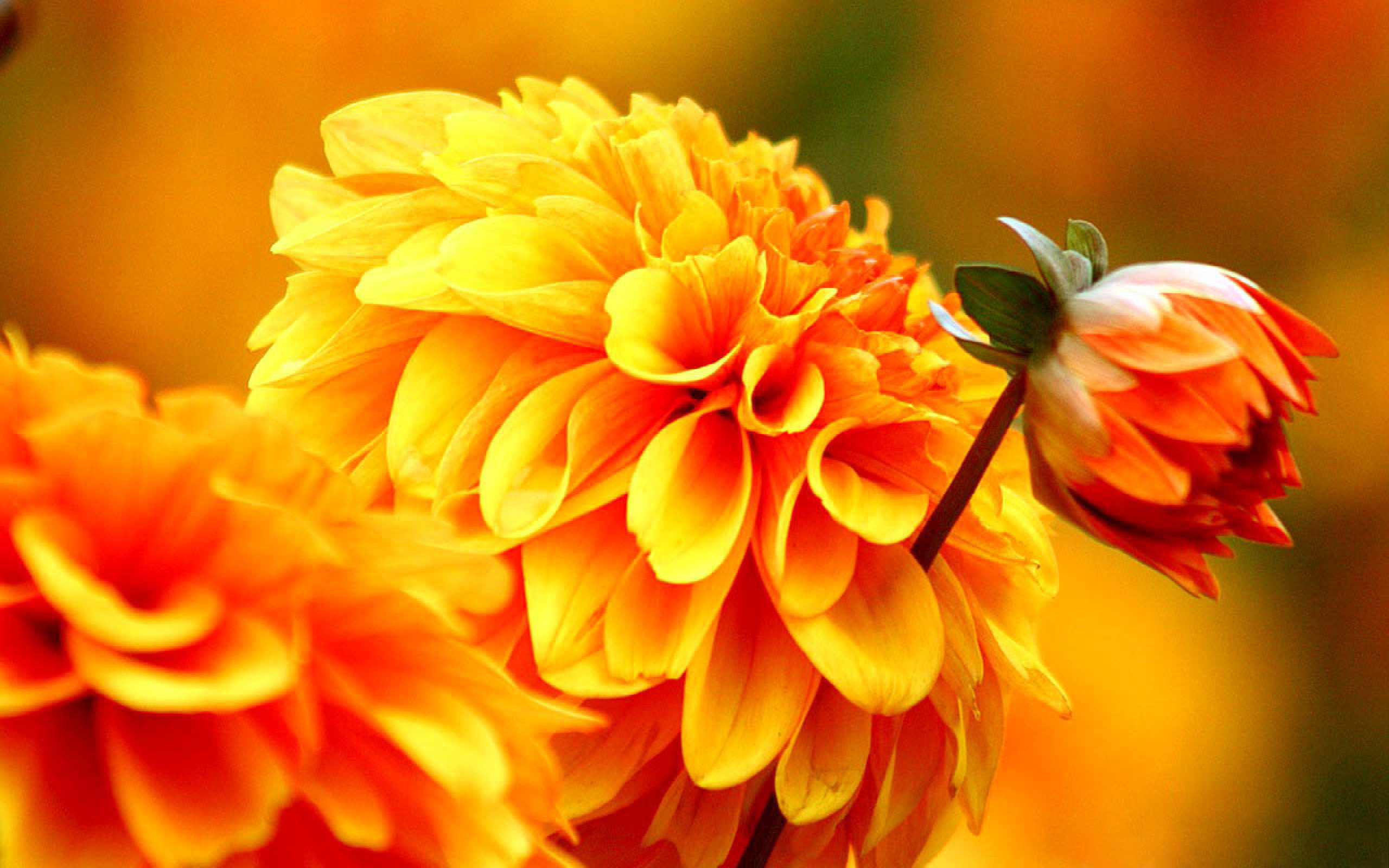 2560x1600 Fall Autumn Flowers Wallpapers