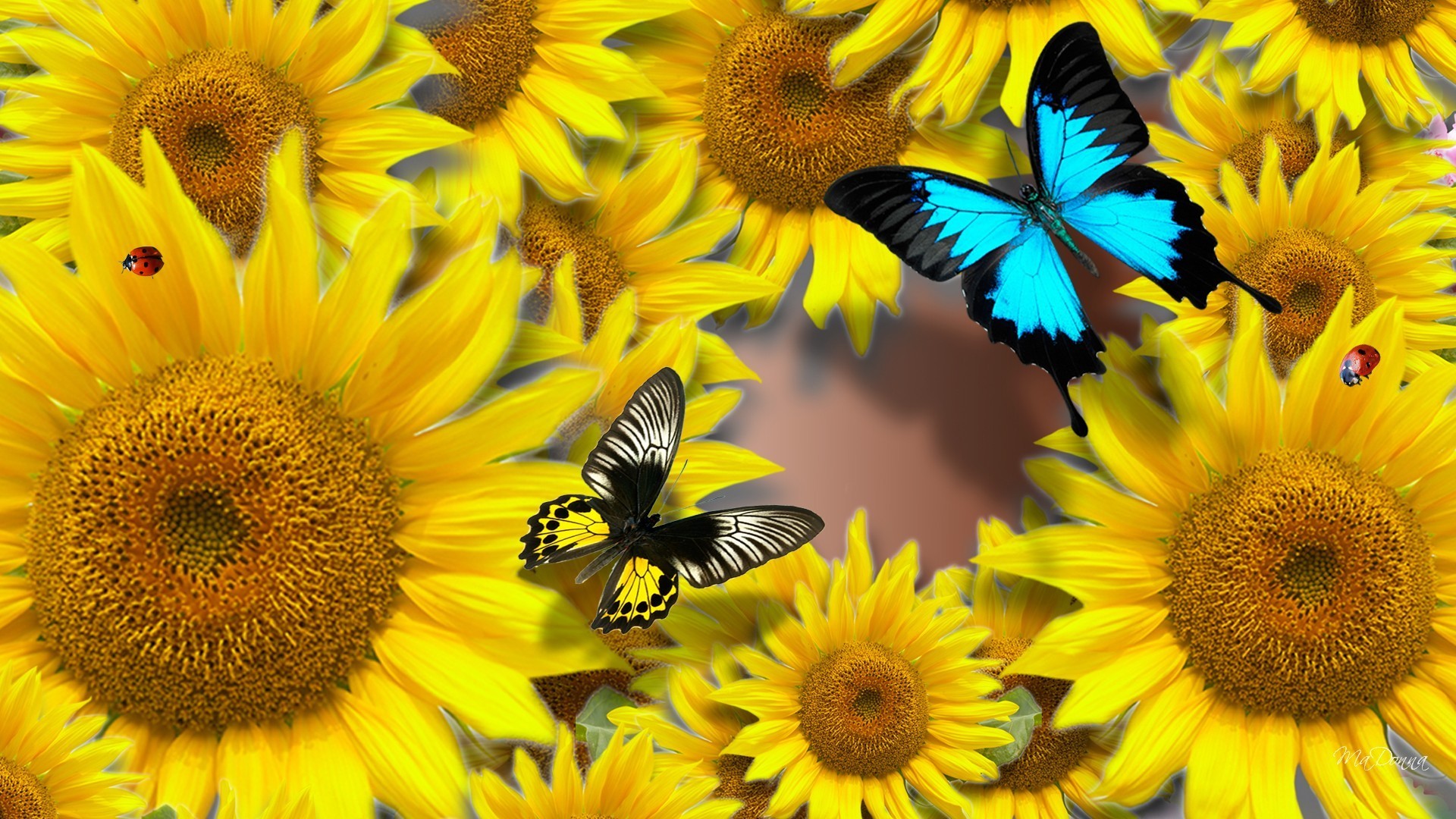 1920x1080 Sunny Summer Flowers Butterflies Bright Yellow Sunflowers Flower Wallpapers  High Resolution Detail