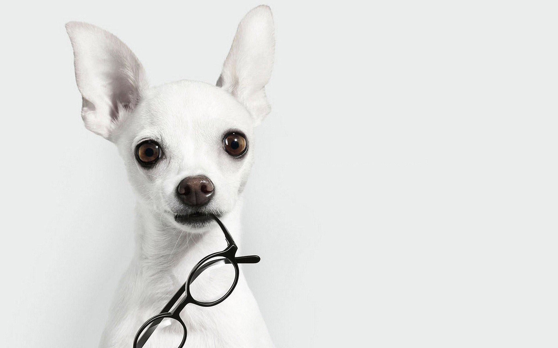 1920x1200 HD White Animals Dogs Glasses Chihuahua Background HD Desktop Wallpaper