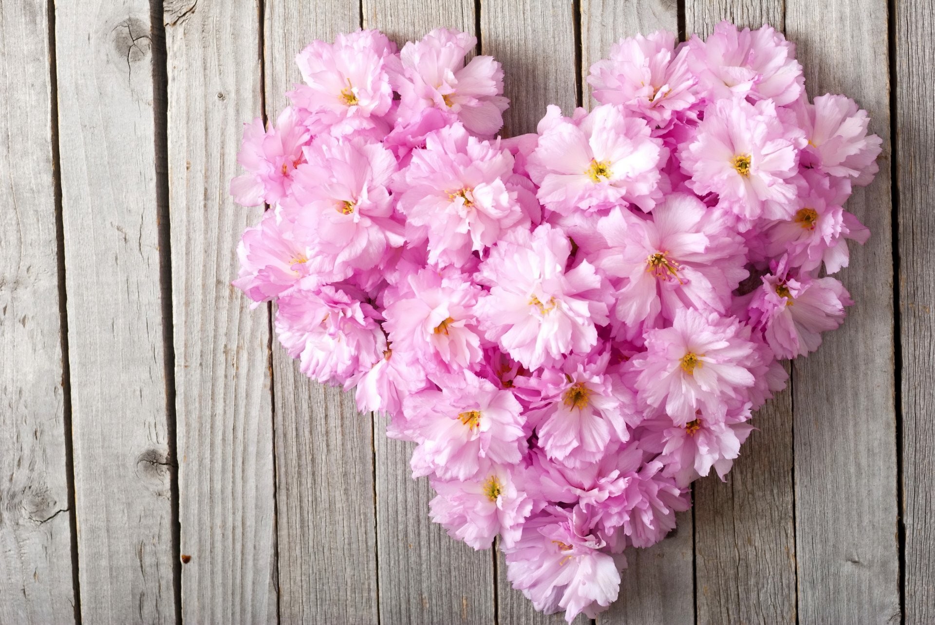 1920x1285 floral heart pink love flower heart