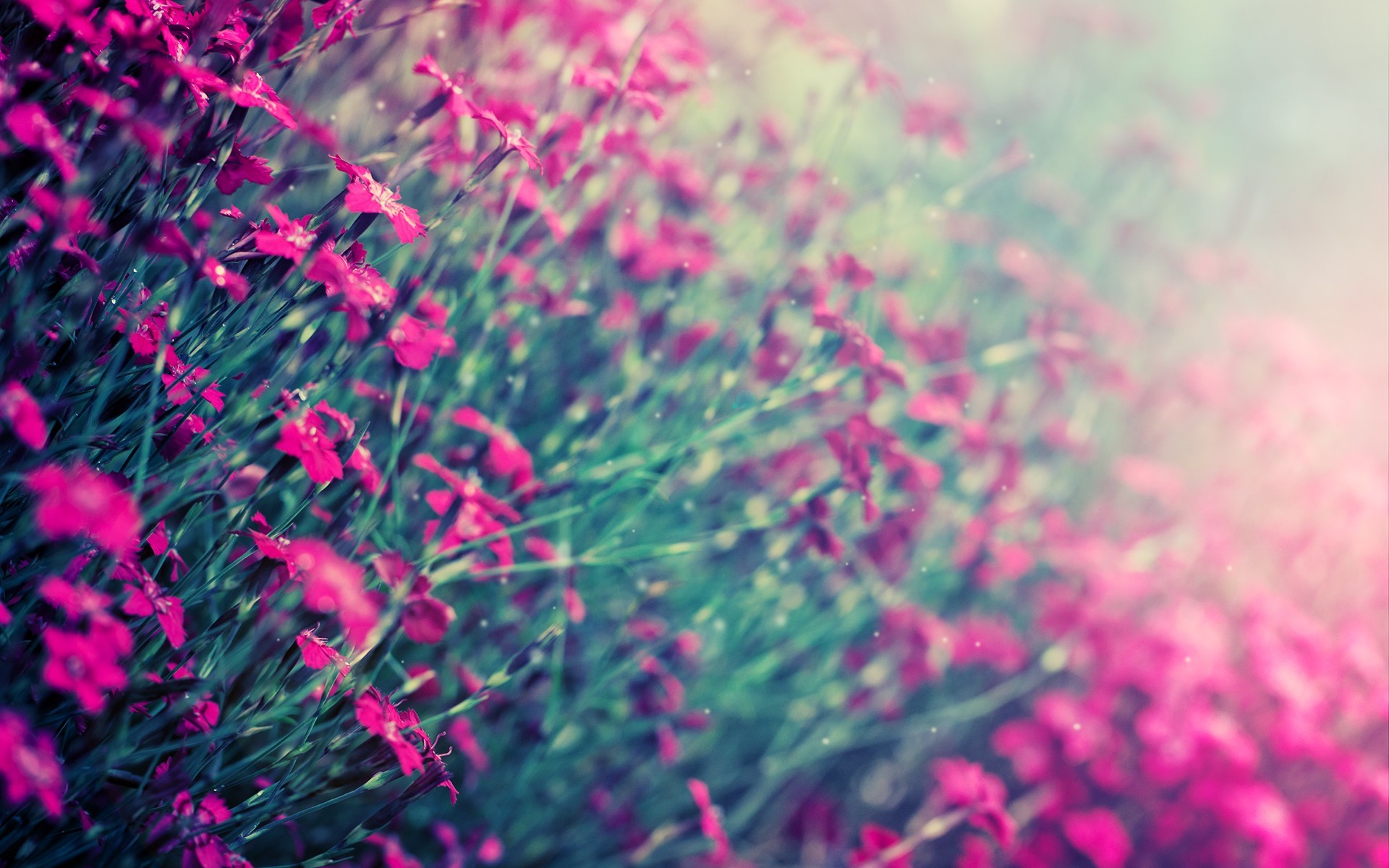 1920x1200 Pink Field Flowers