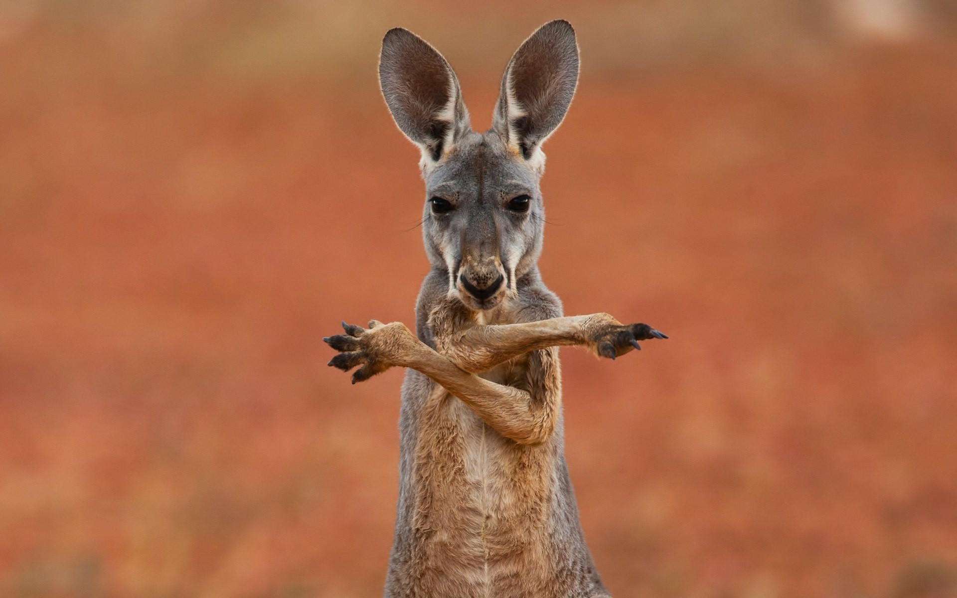 1920x1200 kangaroo, australia