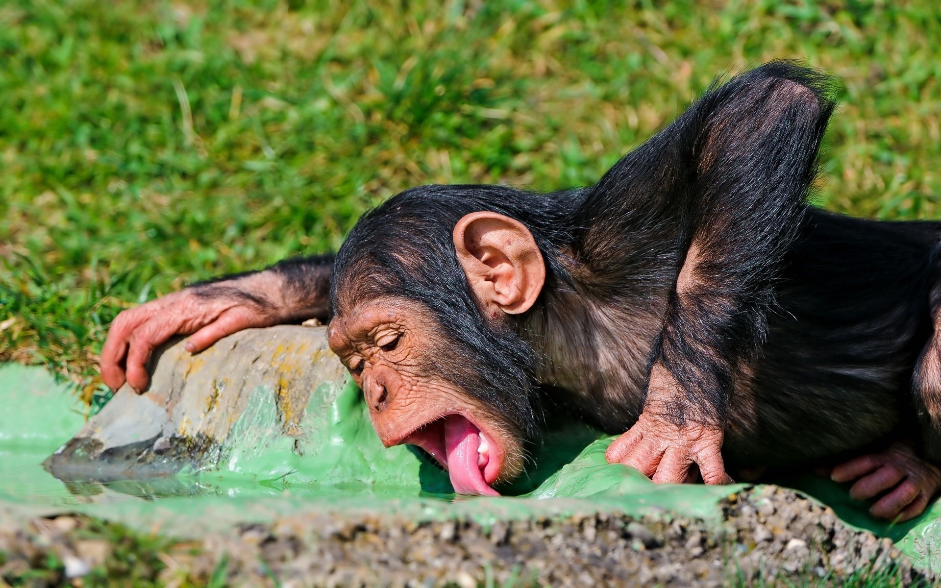 1920x1200 A baby chimpanzee monkey 2560x1440