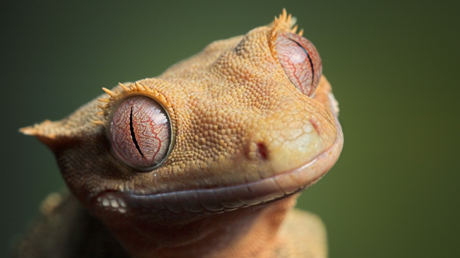 1920x1080 Crested Gecko Animal Wallpapers
