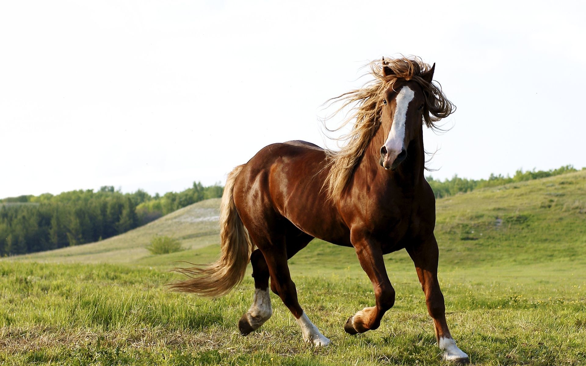 1920x1200 Full HD Horse HD, Chong Steppe for PC & Mac, Tablet, Laptop,