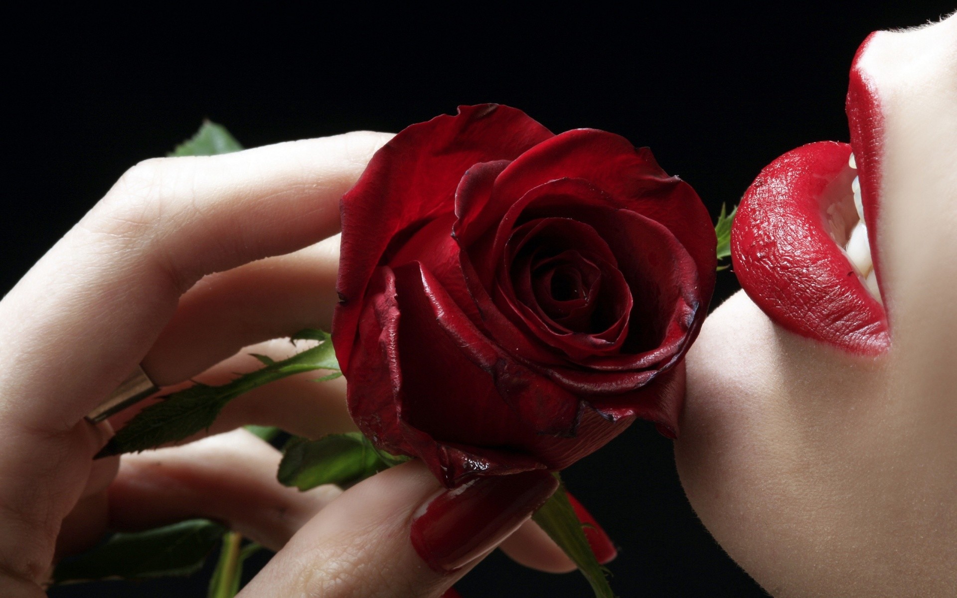 1920x1200 ...  Red Roses Beautiful HD Free Wallpapers For Desktop