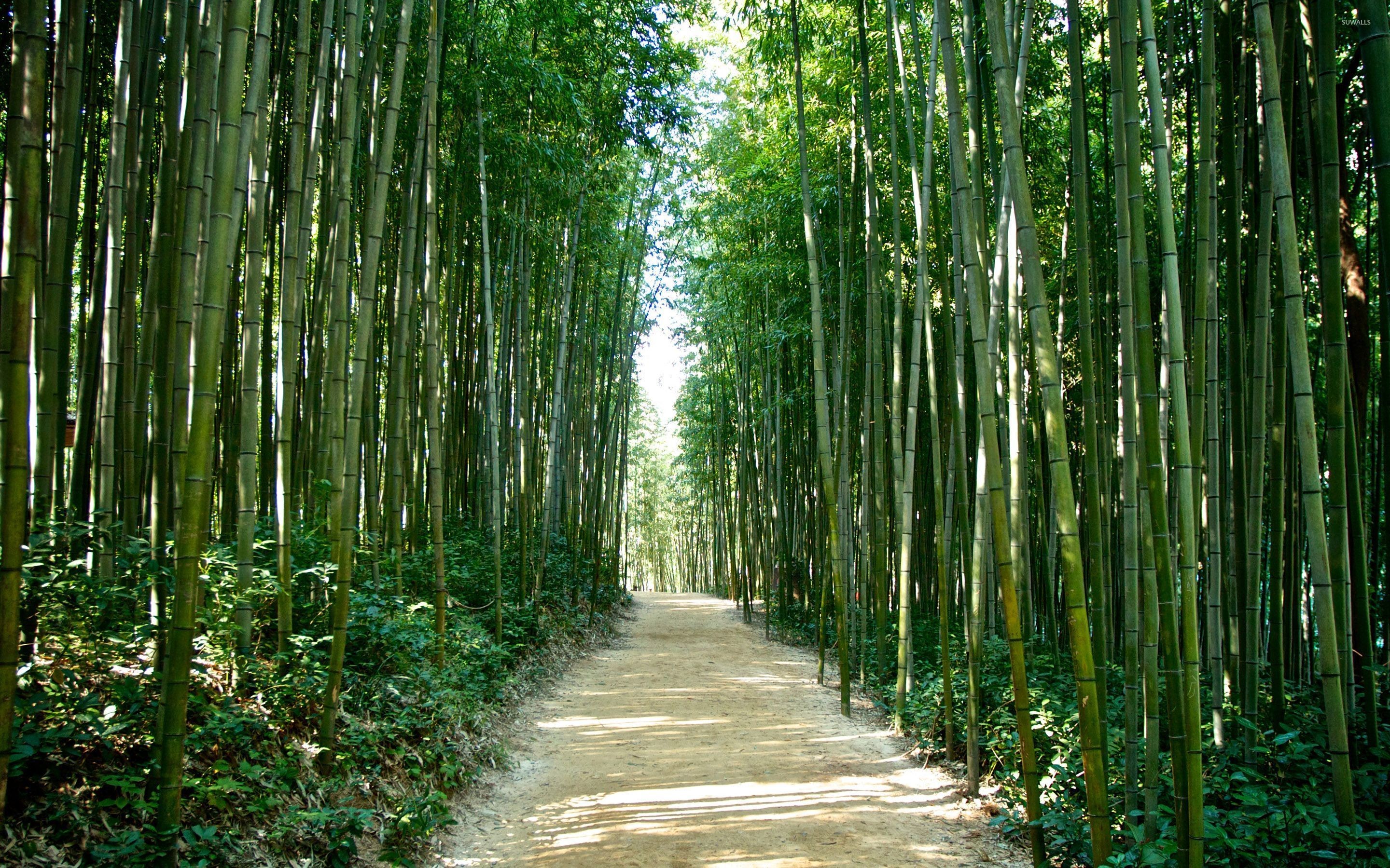2880x1800 Bamboo forest in Korea wallpaper