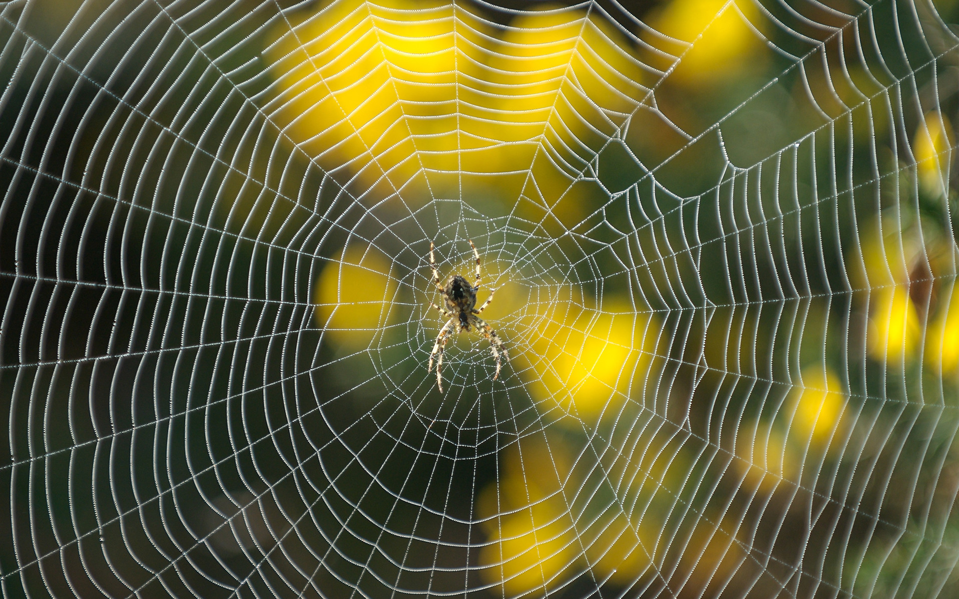 1920x1200 “Where God is, a spider's web is as a stone wall. Where God is not, a stone  wall is as a spider's web.