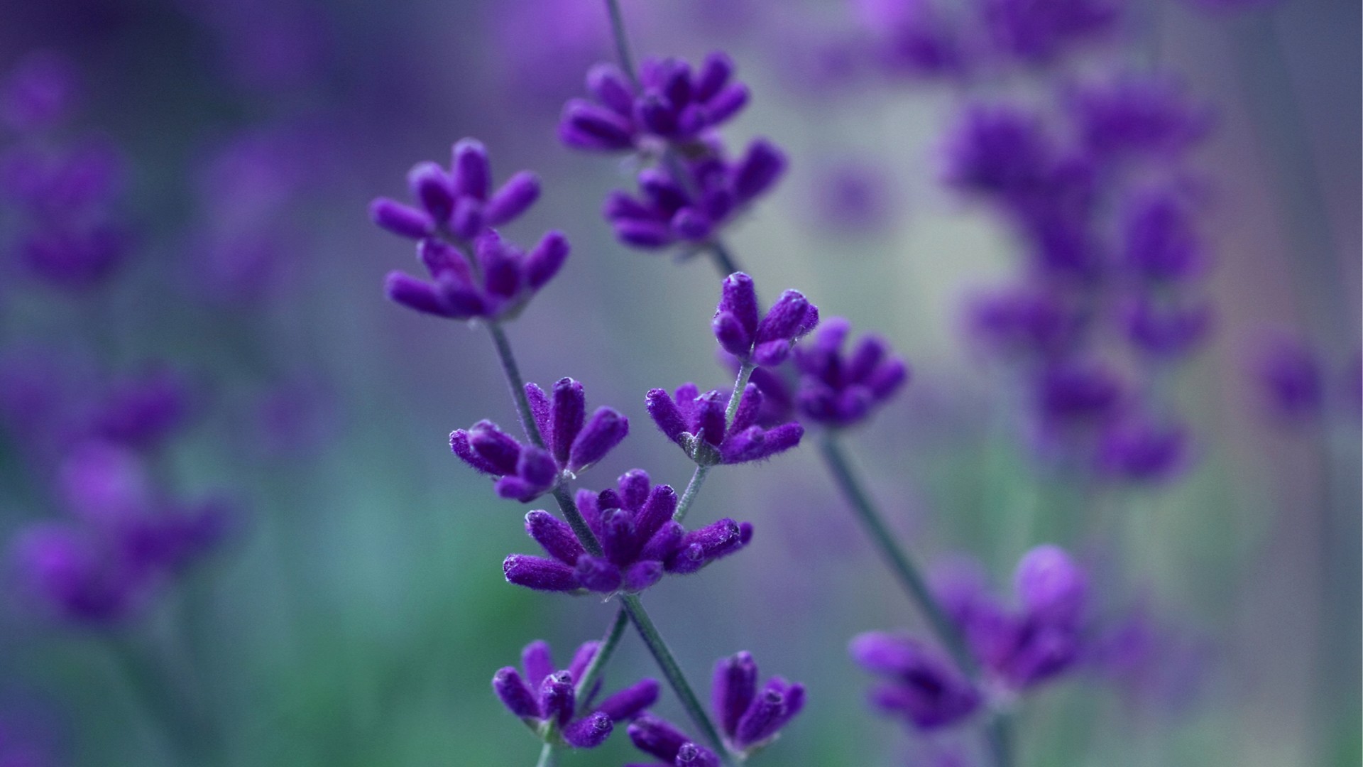 1920x1080 2. violet-flower-wallpaper2-600x338