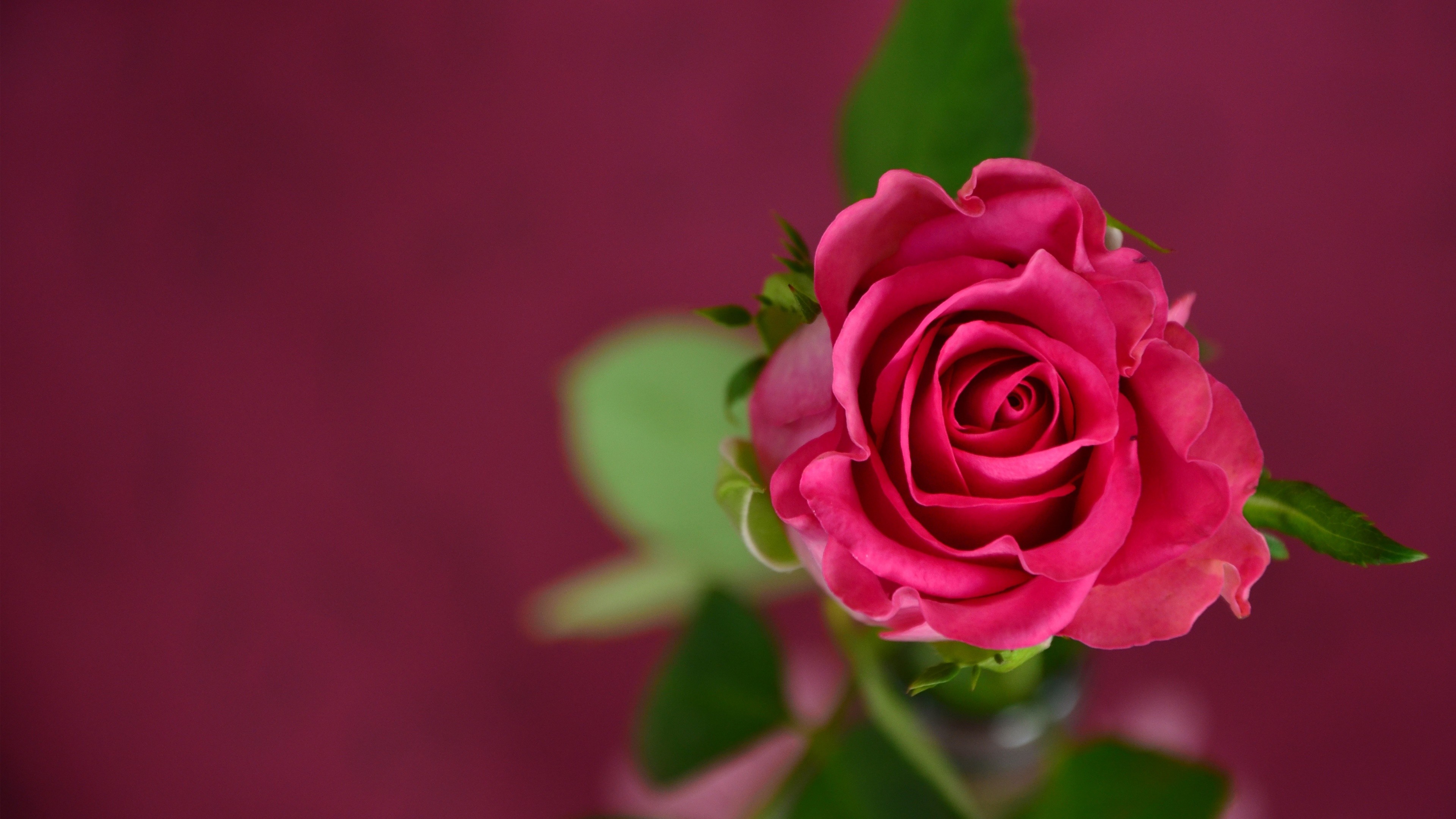 3840x2160 Pink Rose New Wallpapers