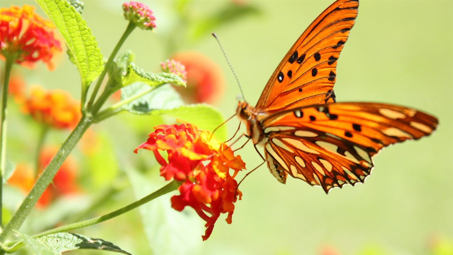 1920x1080 HD butterfly hd wallpapers 1080p For Your Image Wallpapers with .