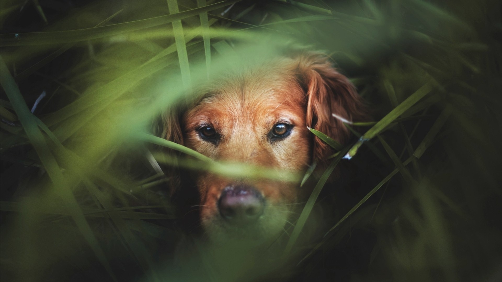1920x1080  Wallpaper dog, muzzle, grass, hunting