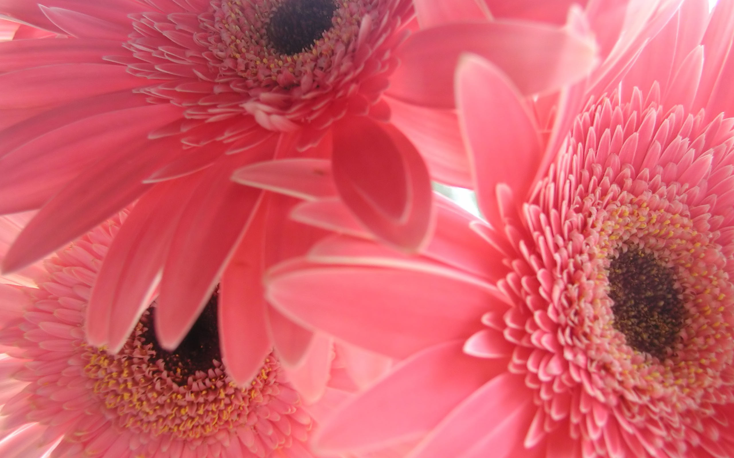 2560x1600 Pink Flower Backgrounds | wallpaper, wallpaper hd, background desktop