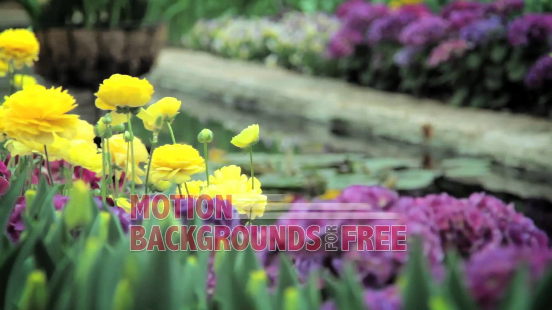 1920x1080 Free Nature Motion Background "Spring Flowers"