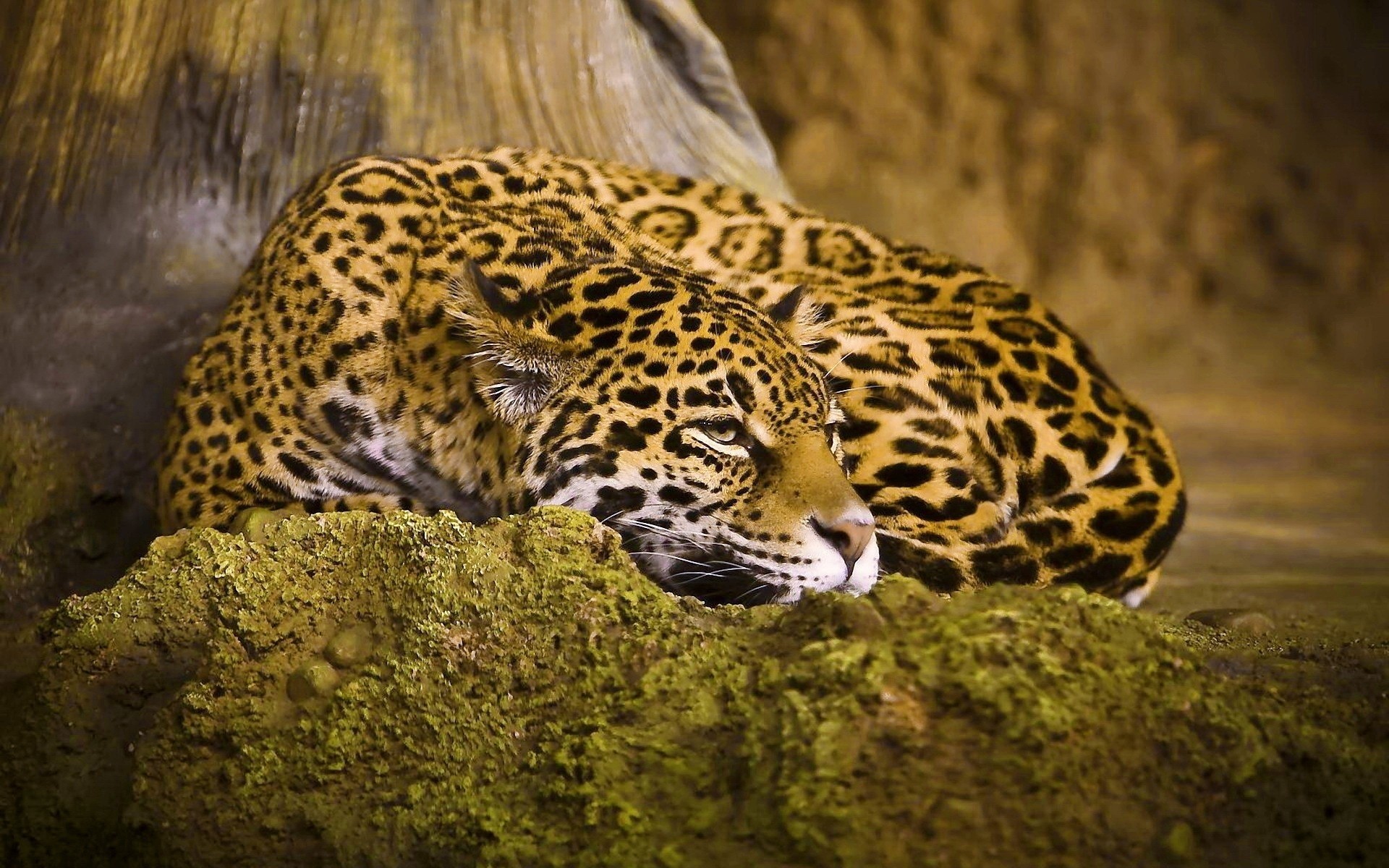 1920x1200 Leopard Sleep