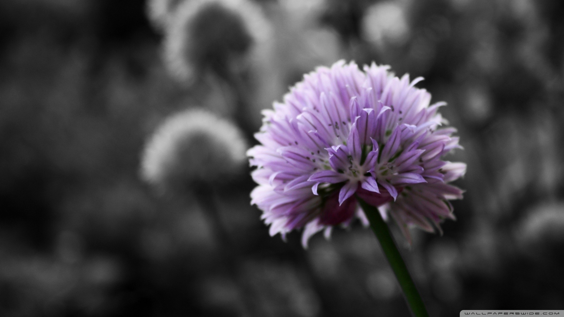 1920x1080 0 Poland HD Wallpapers Purple Flower On Black And White Background HD  desktop wallpaper.