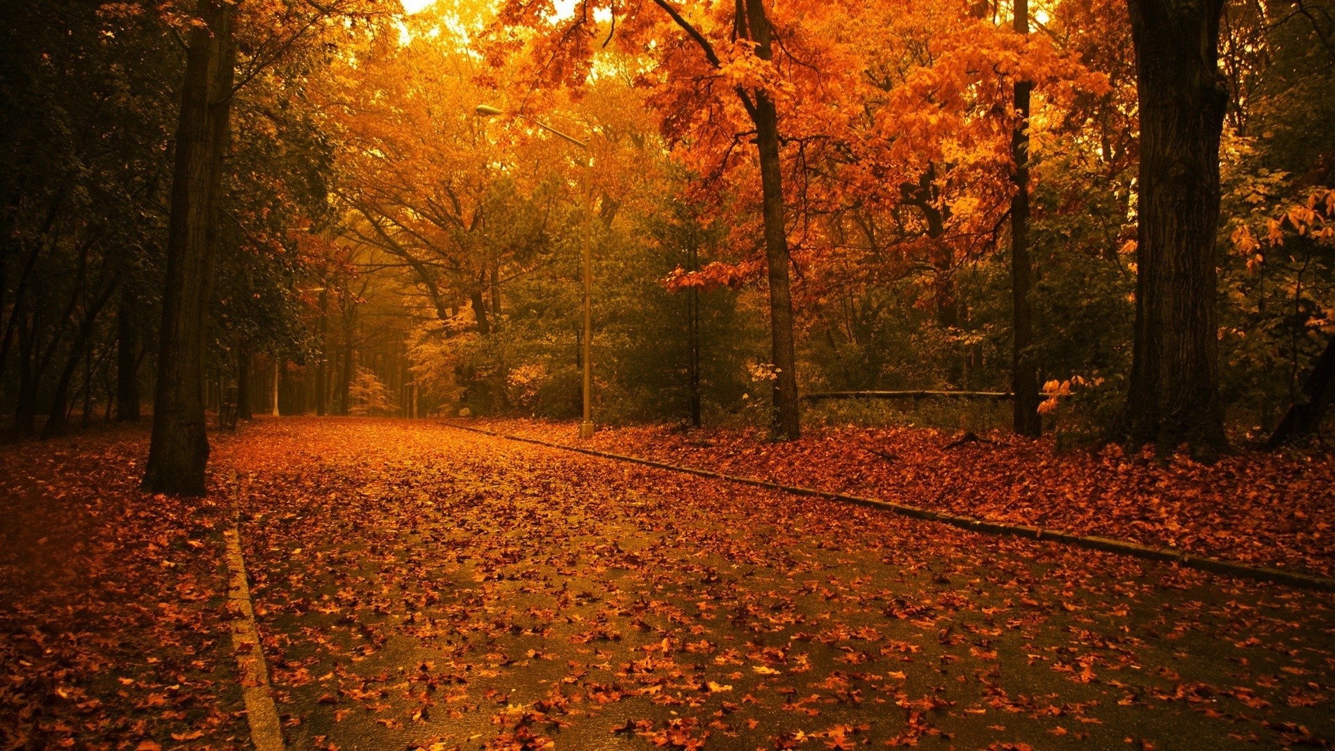1920x1080 Scenery Pics images Trees in autumn HD wallpaper and background photos
