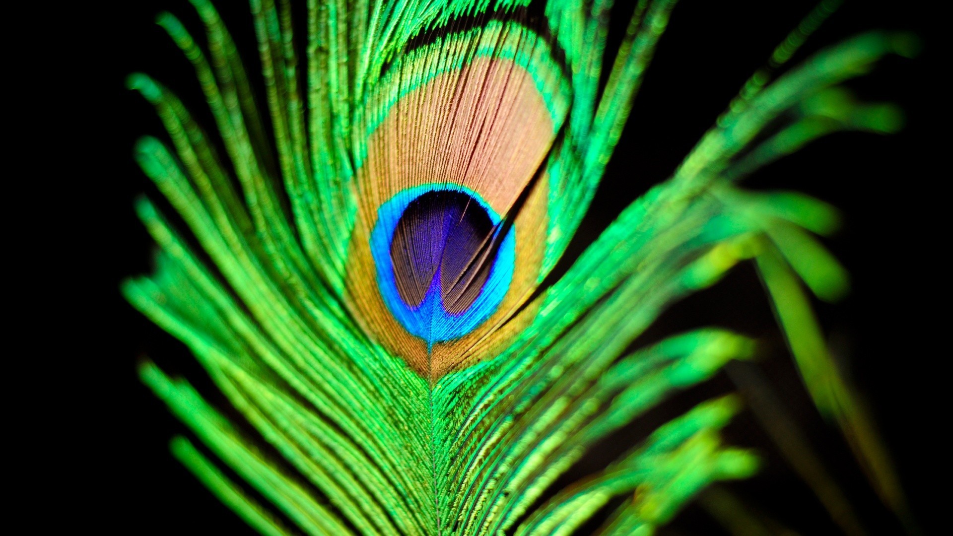 1920x1080 wallpaper.wiki-HD-Peacock-Feathers-Photo-PIC-WPE007091