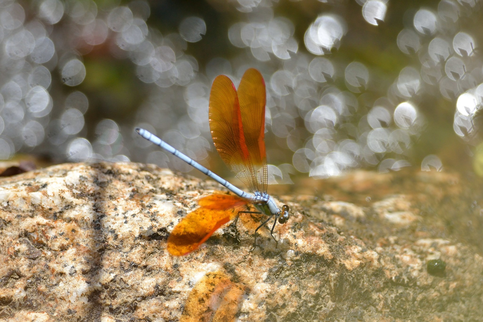 2048x1365 dragonfly background hd - dragonfly category