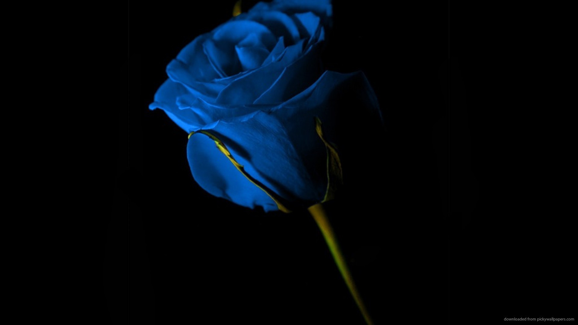 1920x1080 Single Blue Rose Wallpaper picture