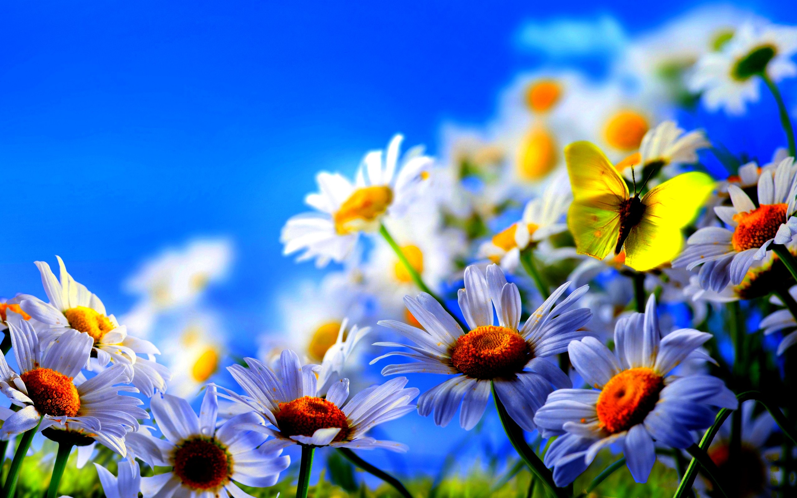 2560x1600 wallpaper.wiki-Spring-Flowers-Butterflies-background-HD-PIC-